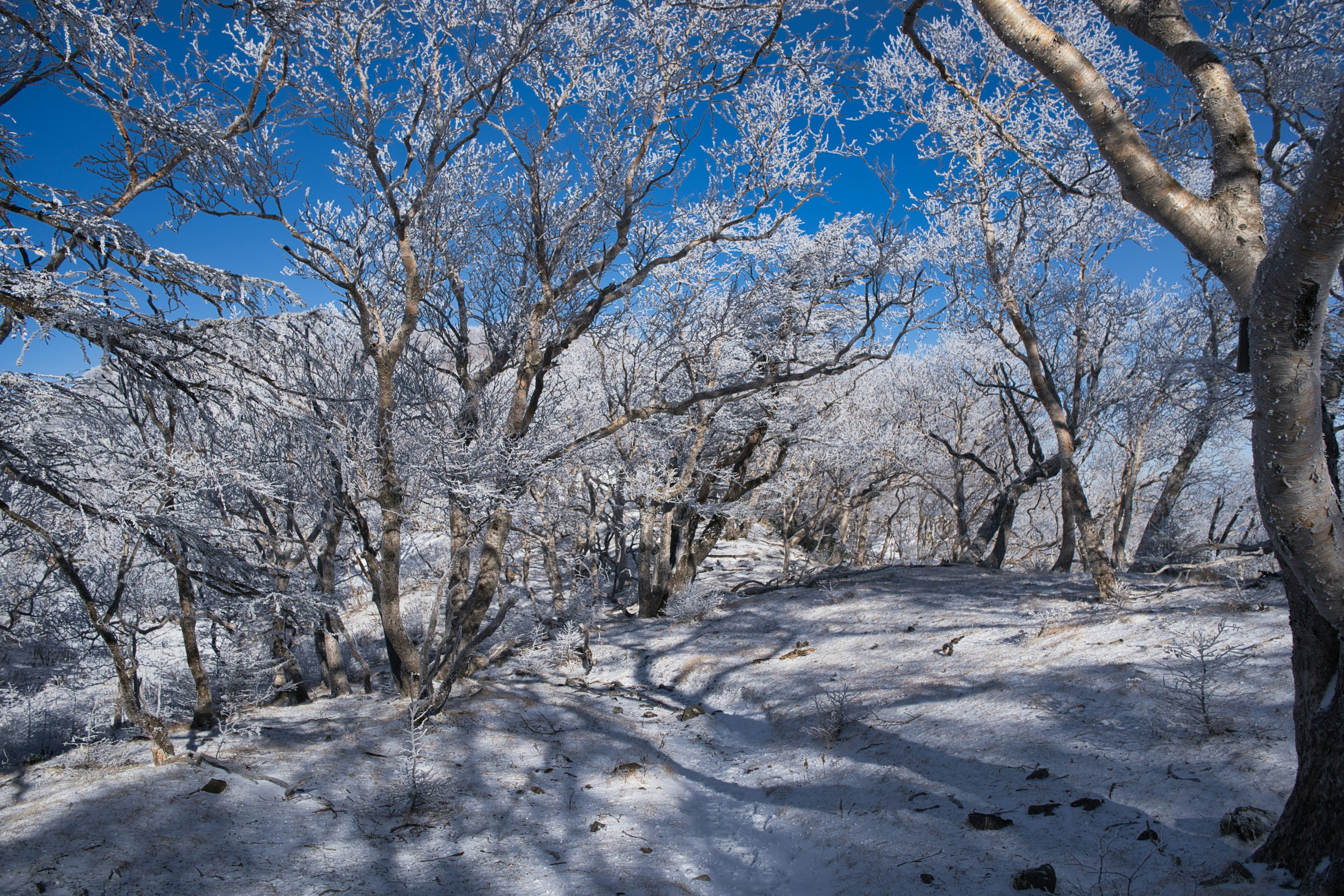 Beautiful winter landscape with snow-covered trees and blue sky