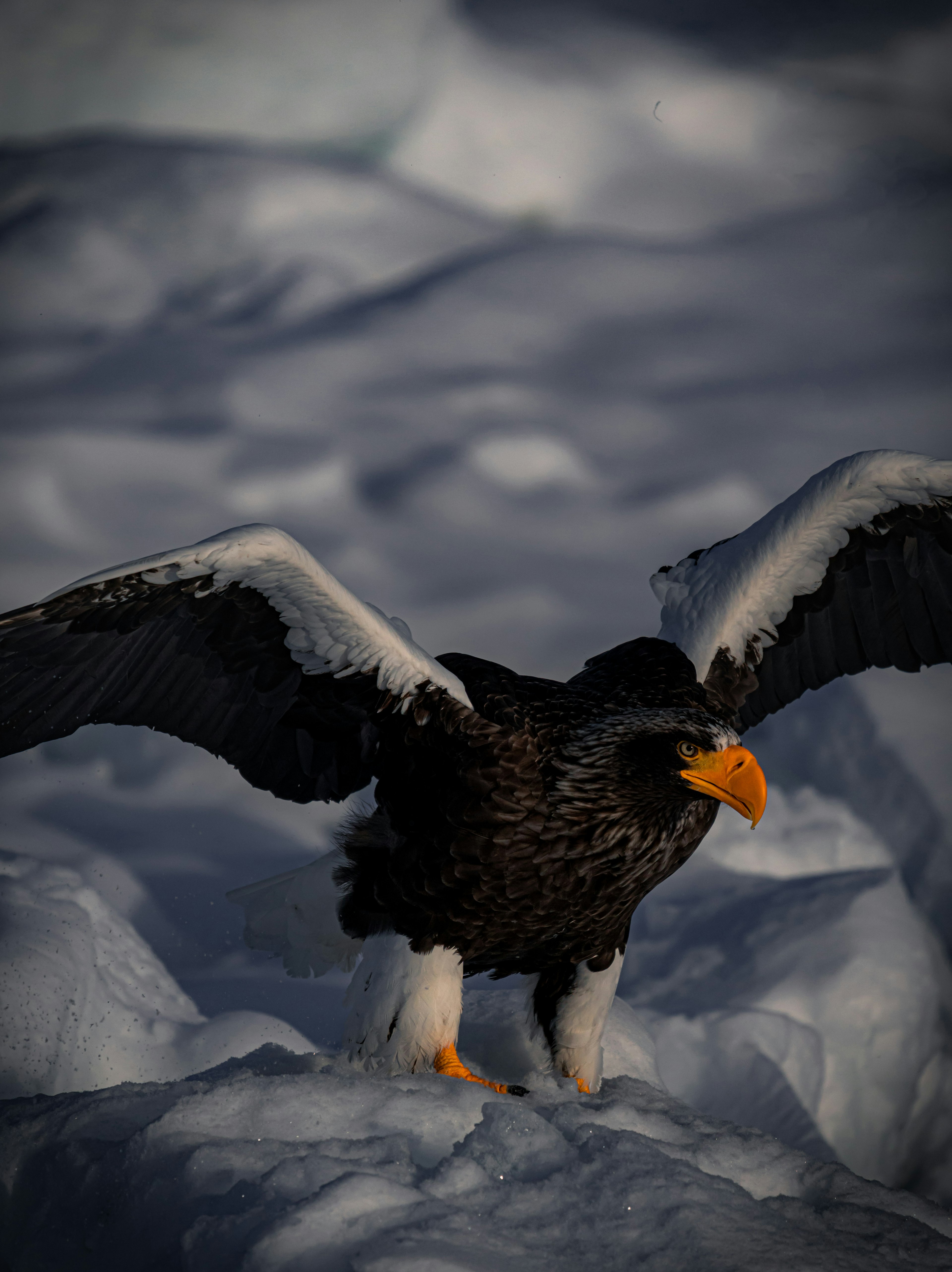 Ein Stellerseeadler, der auf Schnee steht und die Flügel ausbreitet