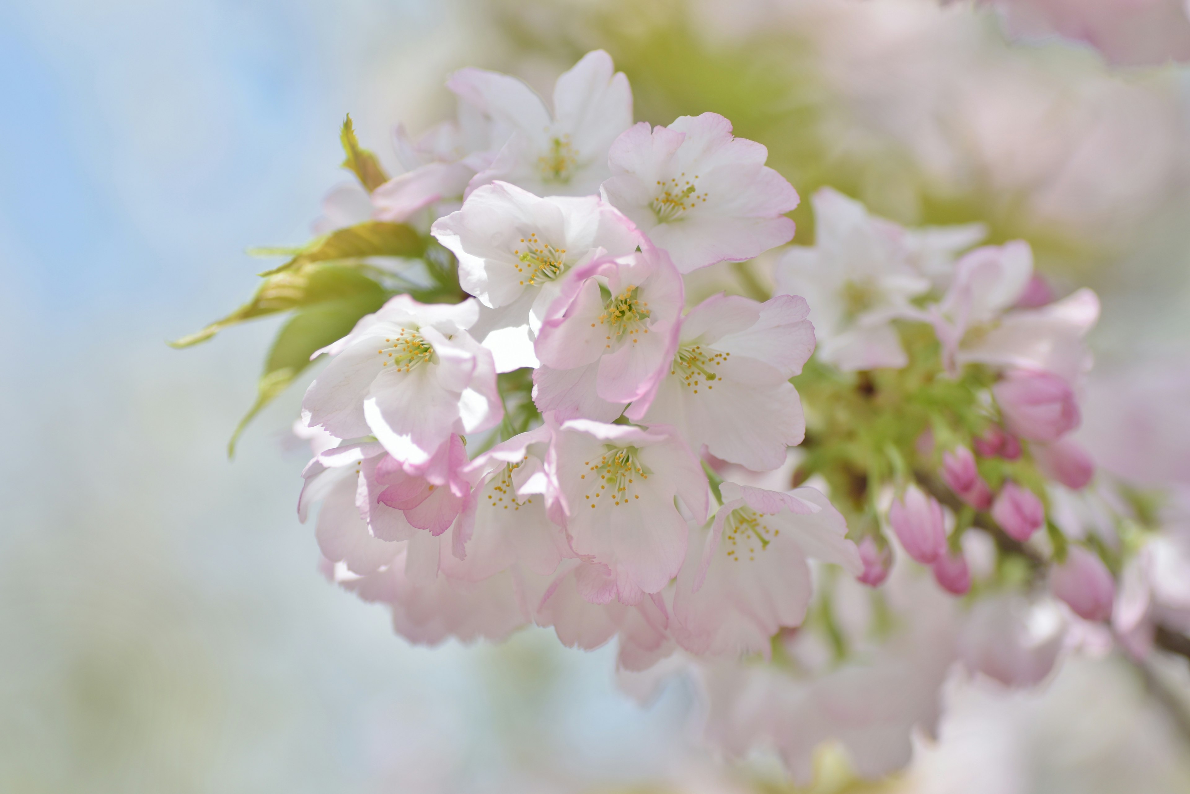 Delicate pink cherry blossoms in full bloom