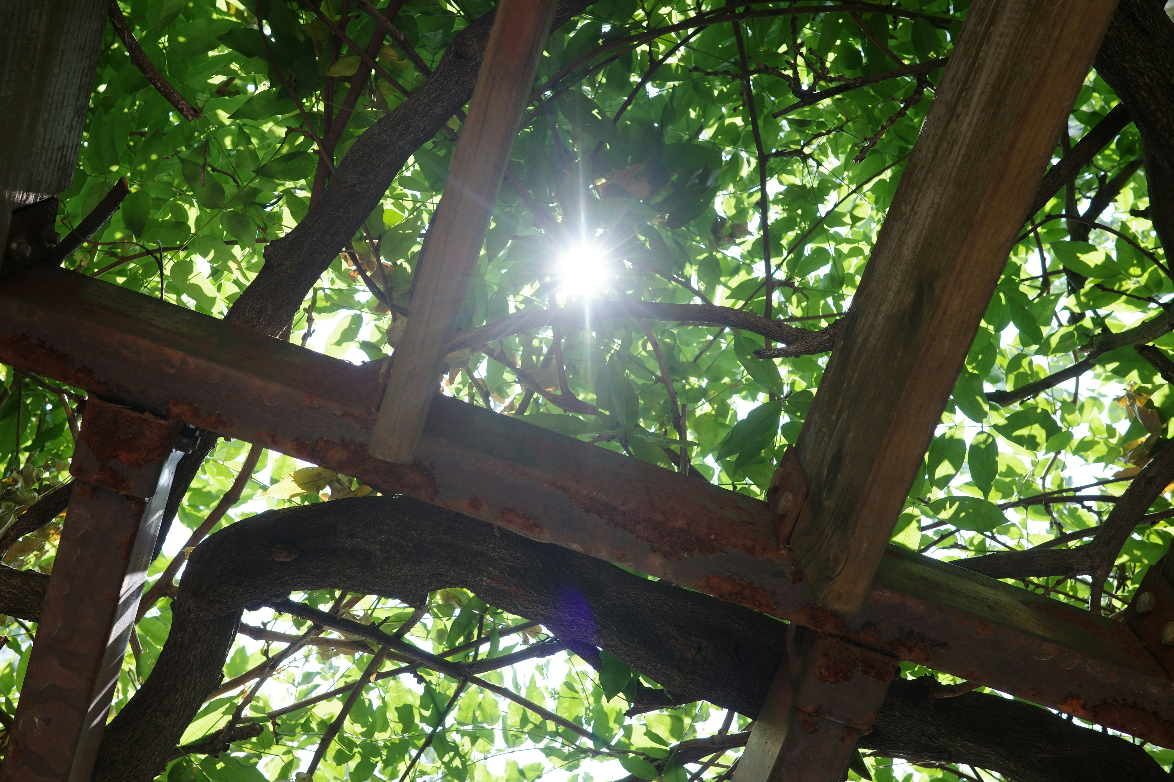 Photo de lumière filtrant à travers les feuilles avec des branches et un feuillage entrelacés