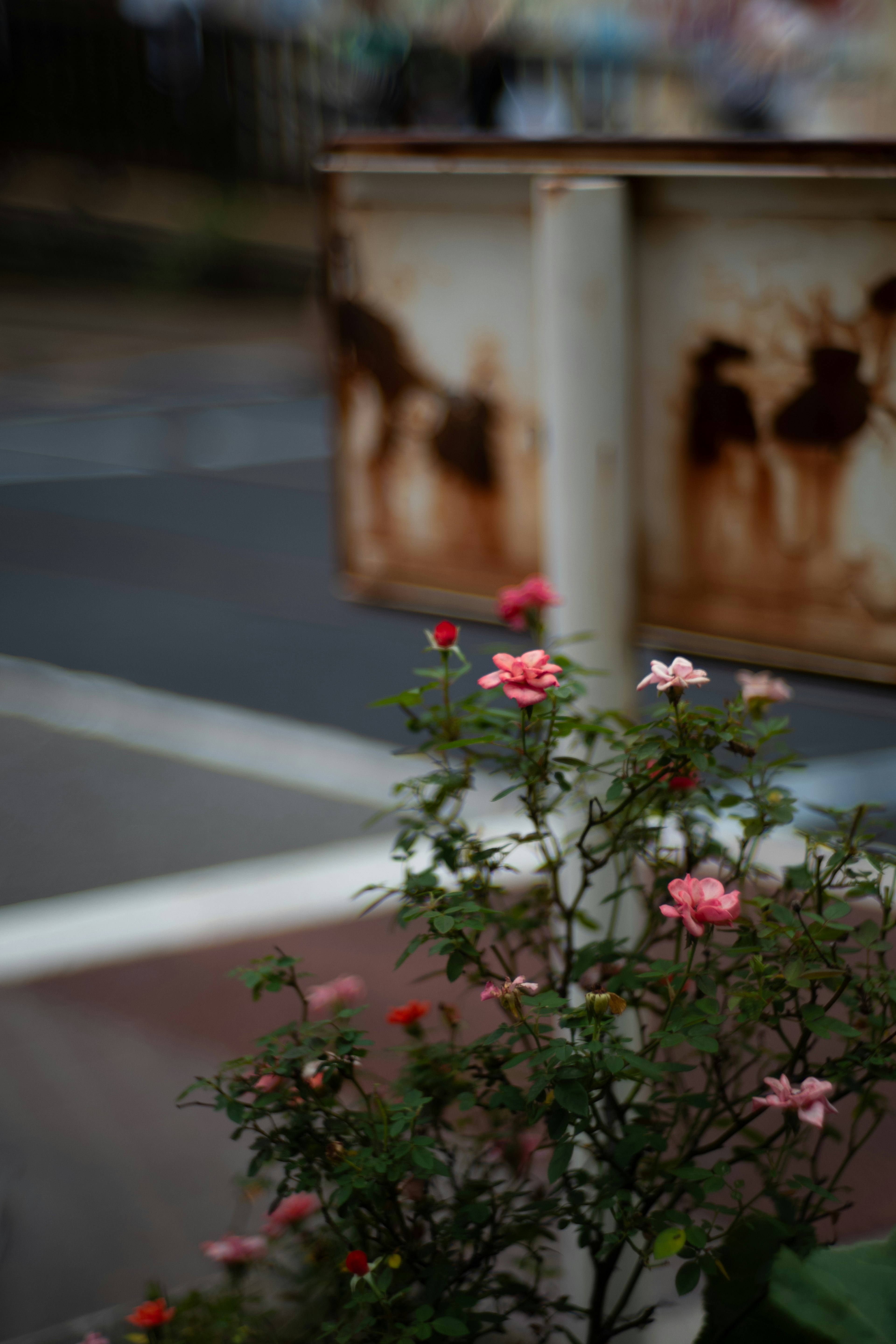 Rosa rosa che fiorisce accanto a una scatola metallica arrugginita lungo la strada