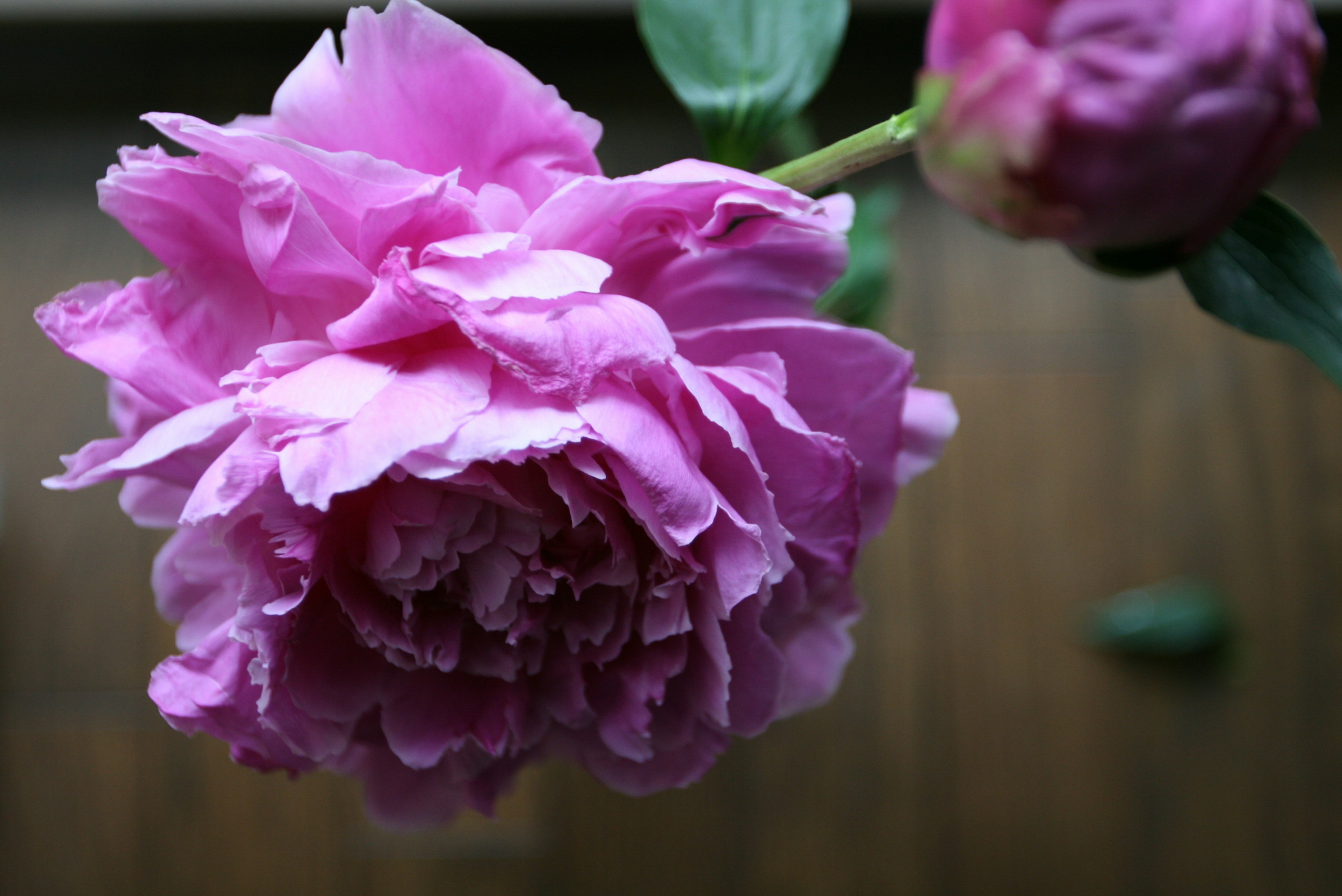 Primo piano di un bellissimo fiore di peonia rosa