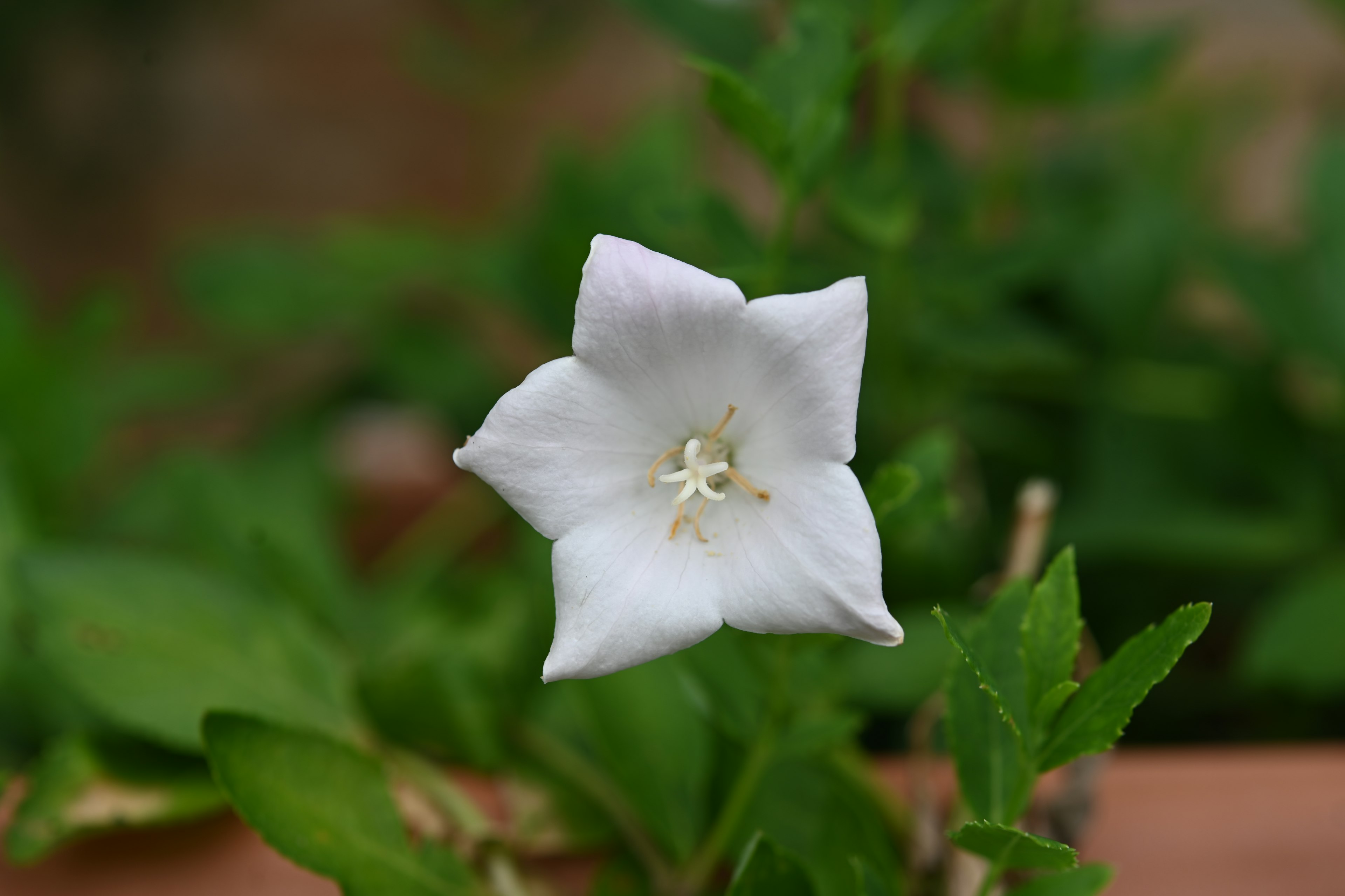 White star-shaped flower with green leaves