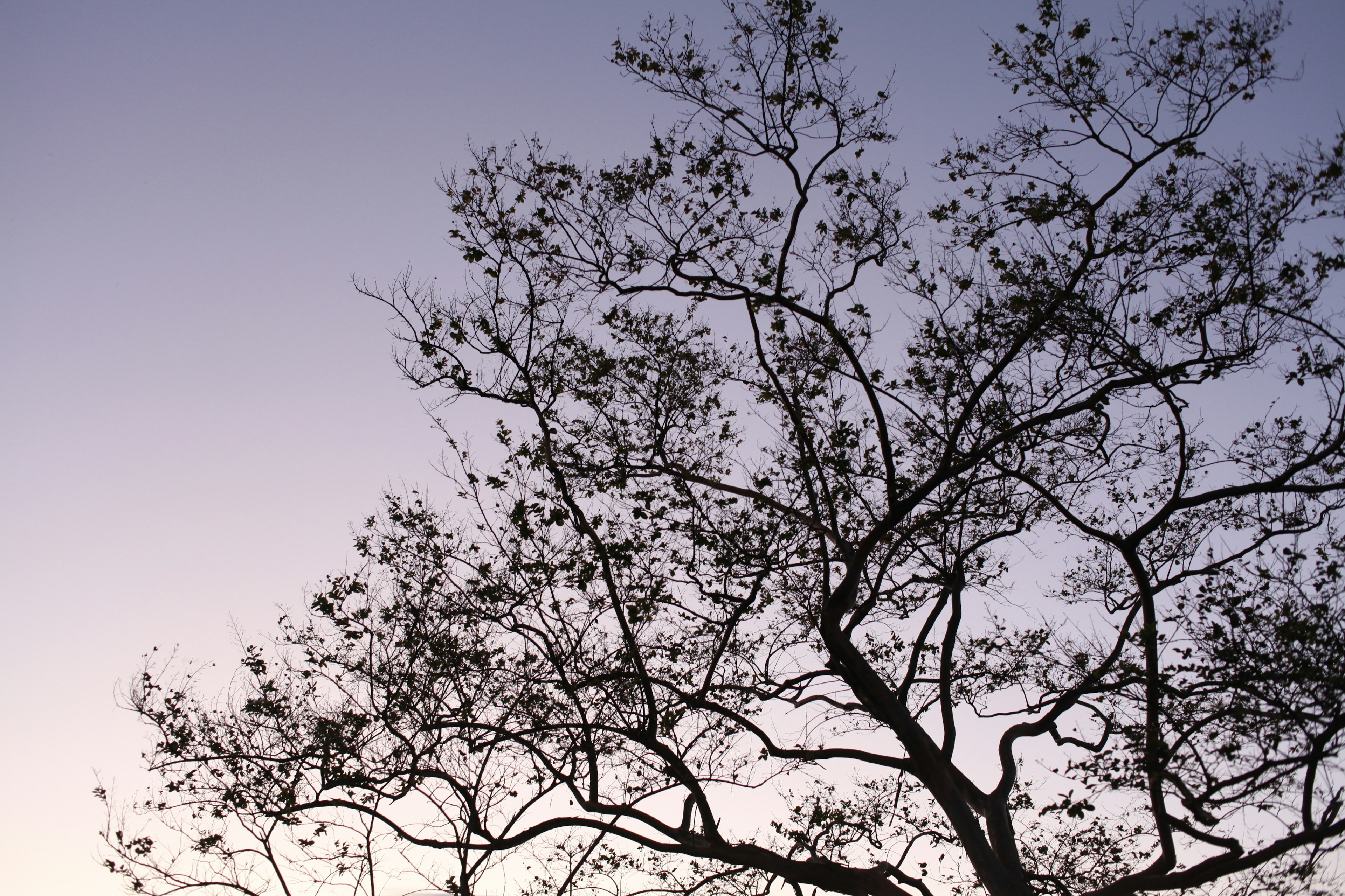 Silhouette of a tree with branches at dusk