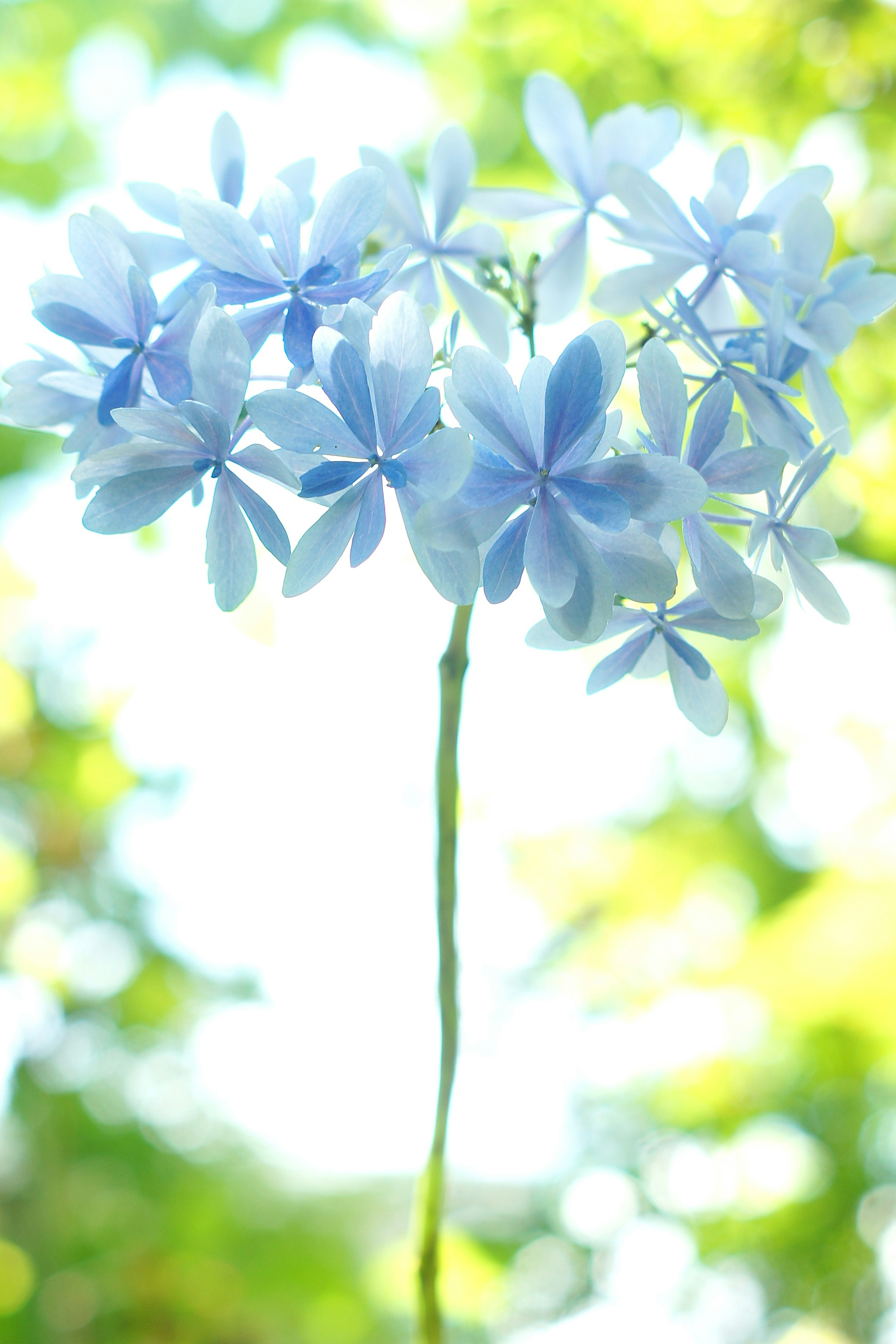 Mazzo di fiori blu chiaro su uno sfondo sfocato