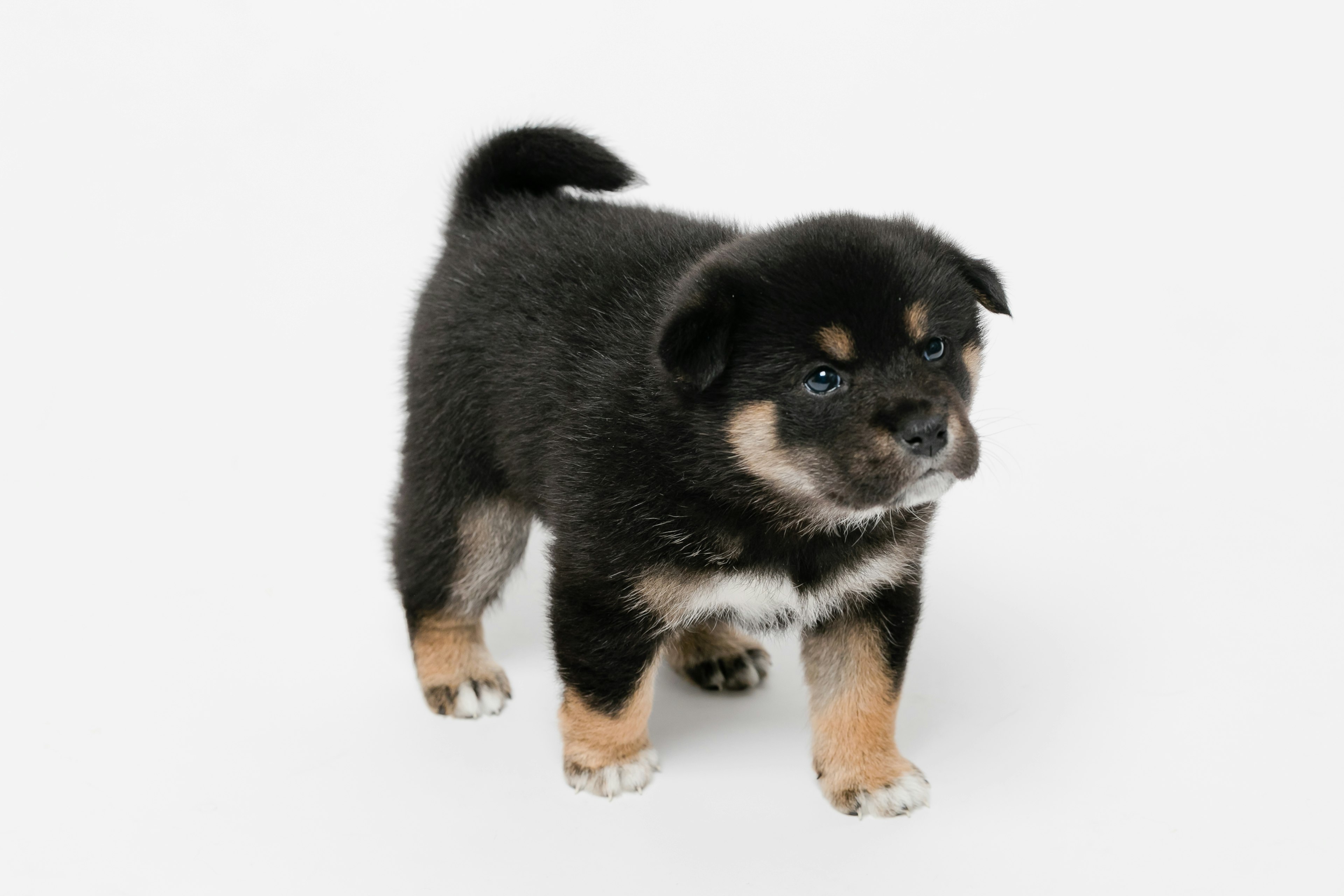 A puppy with a black coat standing on a white surface