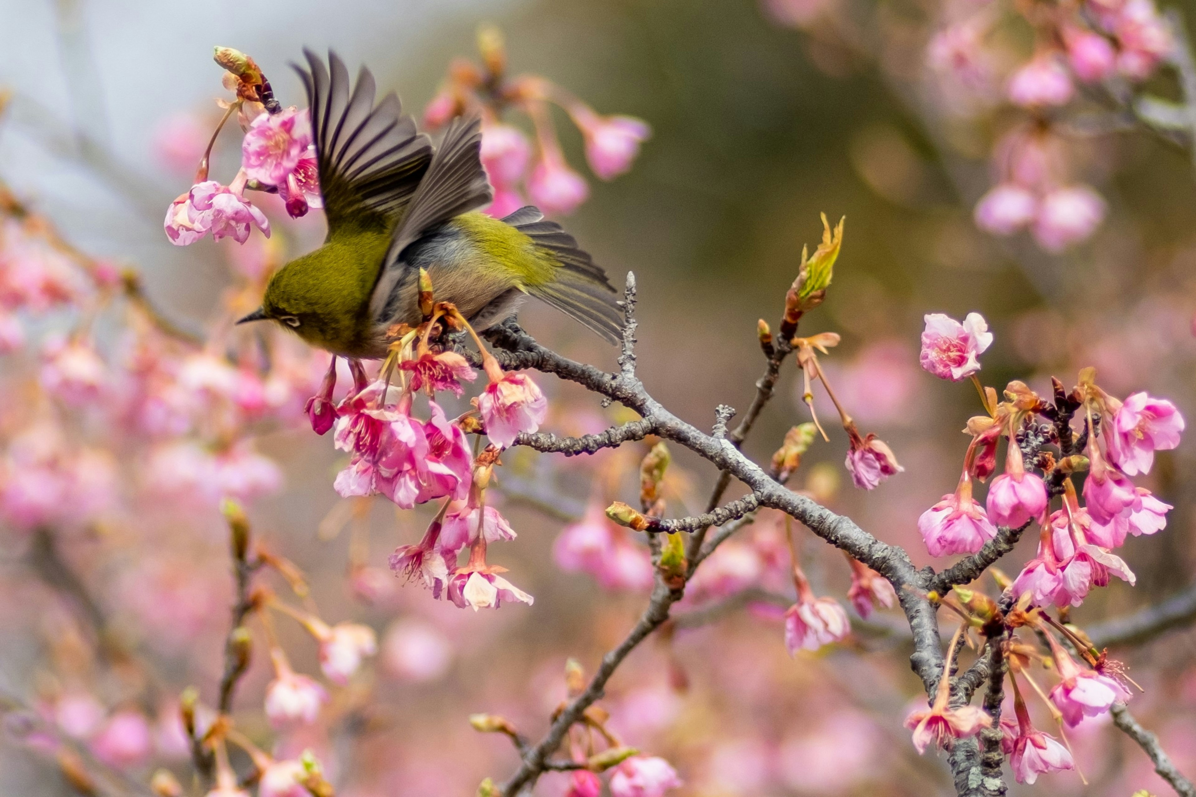 A small bird perched on cherry blossoms in full bloom