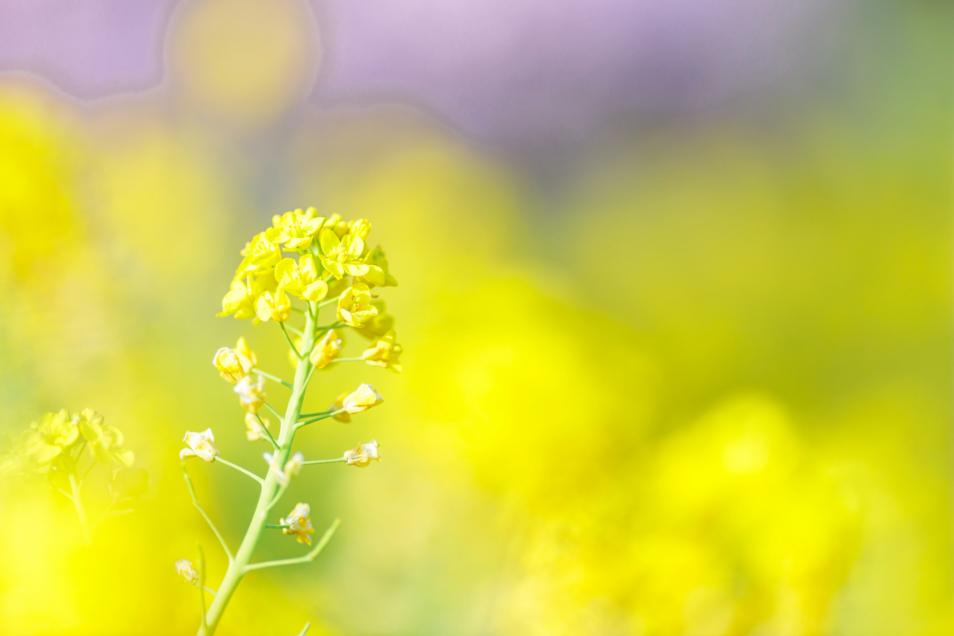 Fiore di colza giallo brillante con uno sfondo sfocato morbido