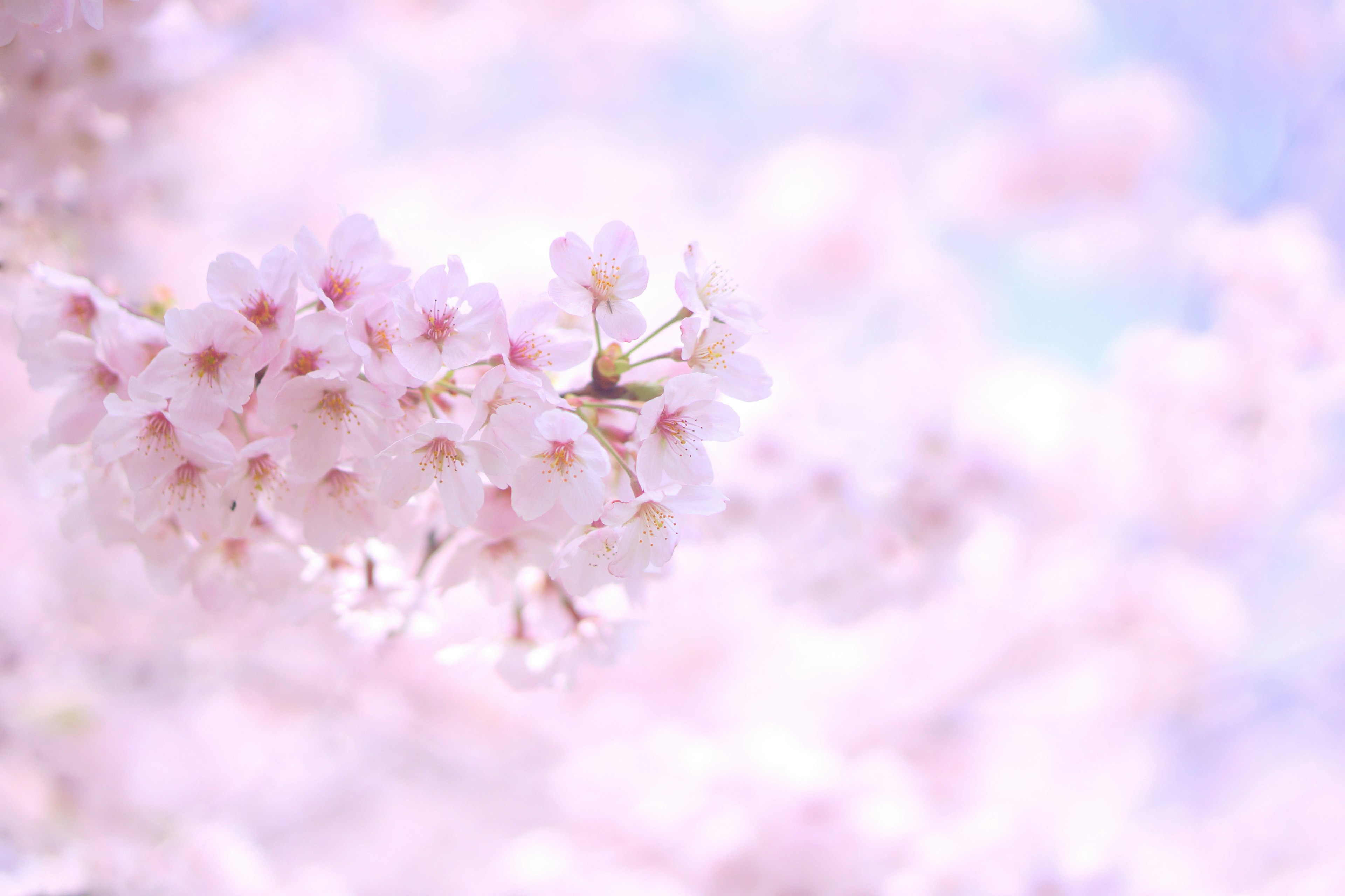 Acercamiento a flores de cerezo con un fondo suave y desenfocado