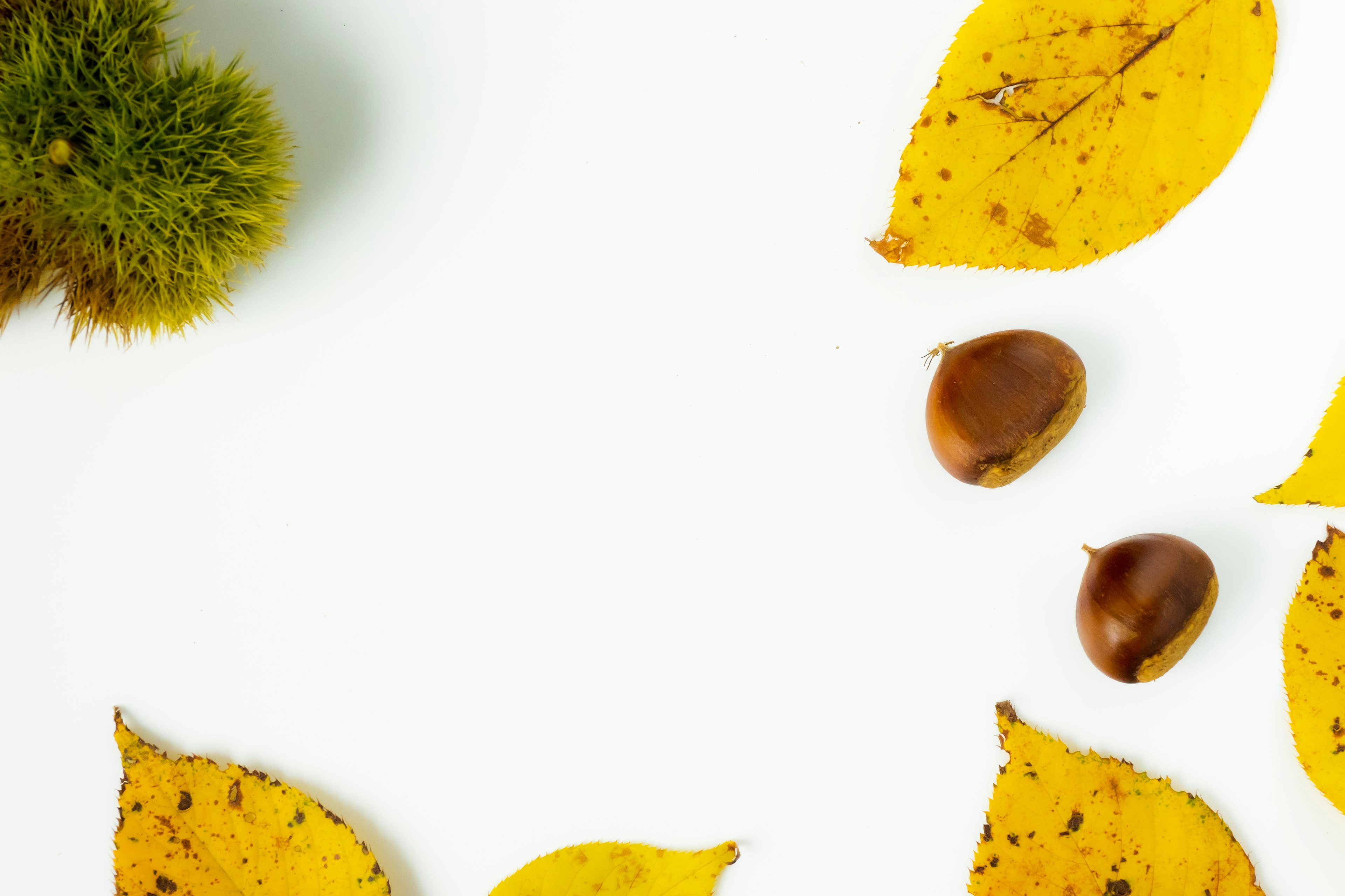 Autumn display featuring yellow leaves and chestnuts