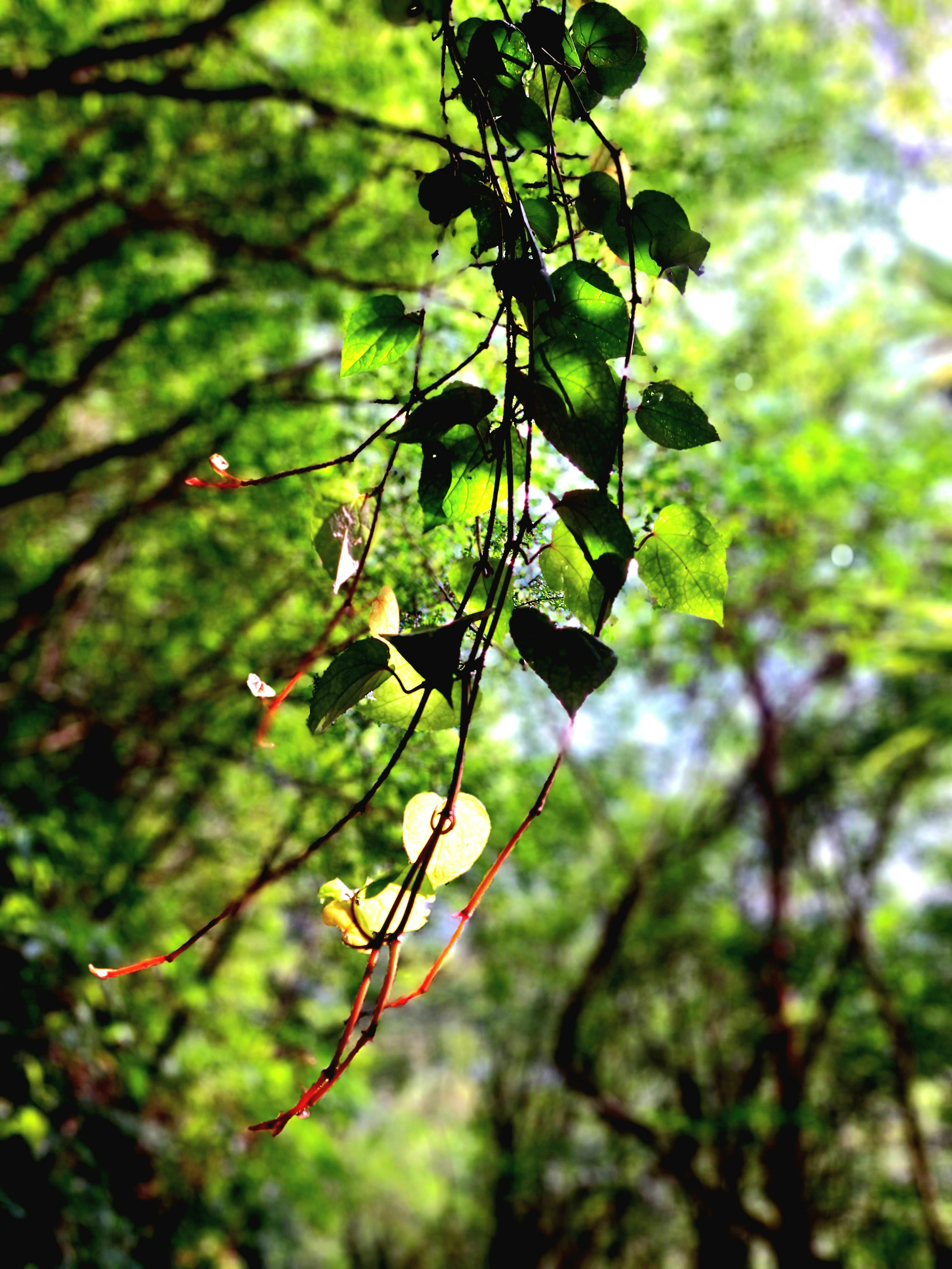 Ramas con hojas verdes iluminadas por la luz del sol en un bosque