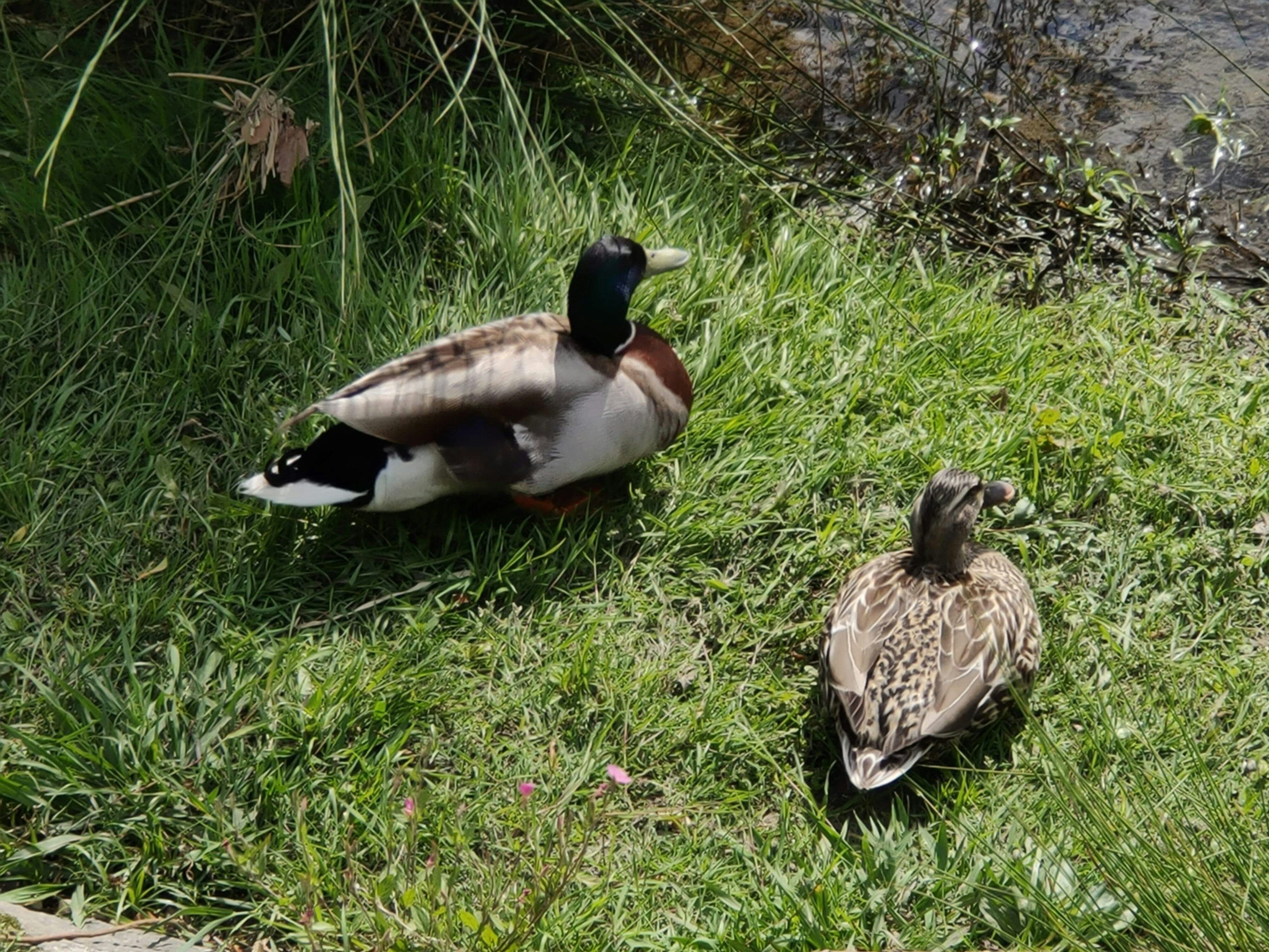 Dua bebek jantan dan betina di atas rumput hijau