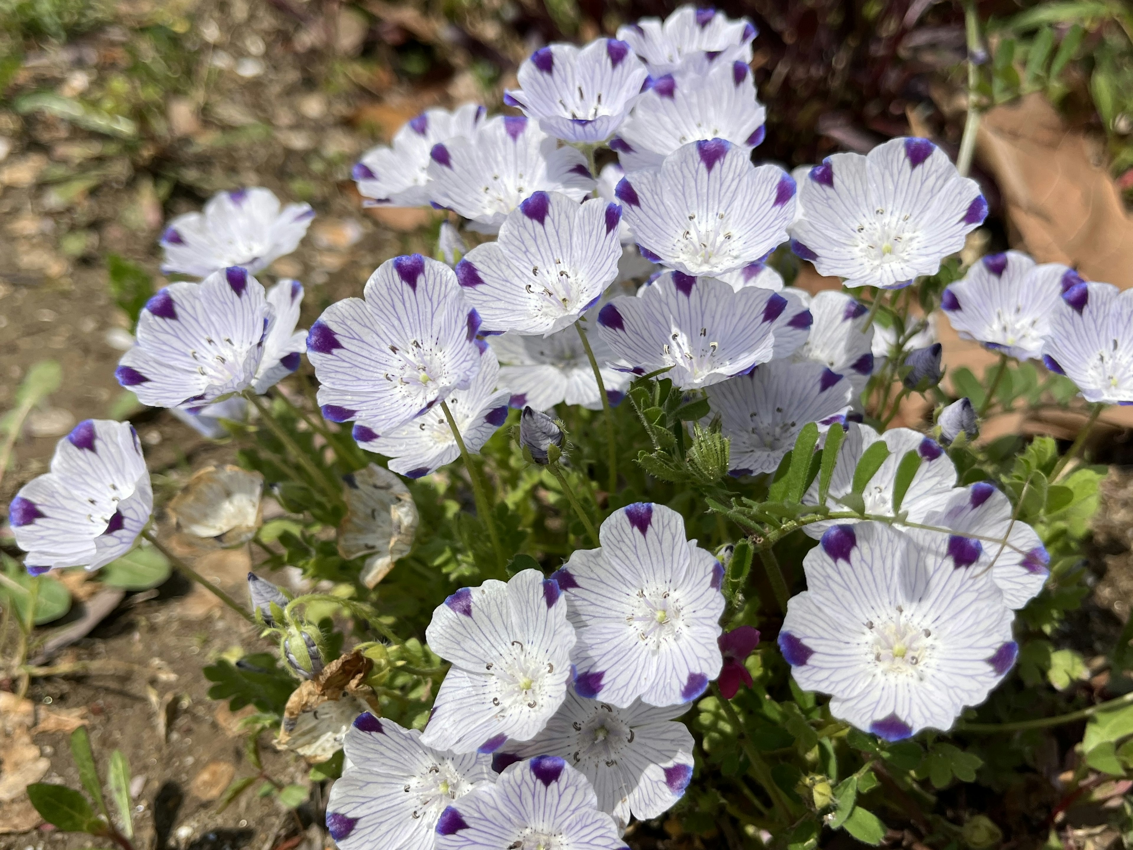 Cluster von weißen Blumen mit lila Rändern, die auf dem Boden blühen