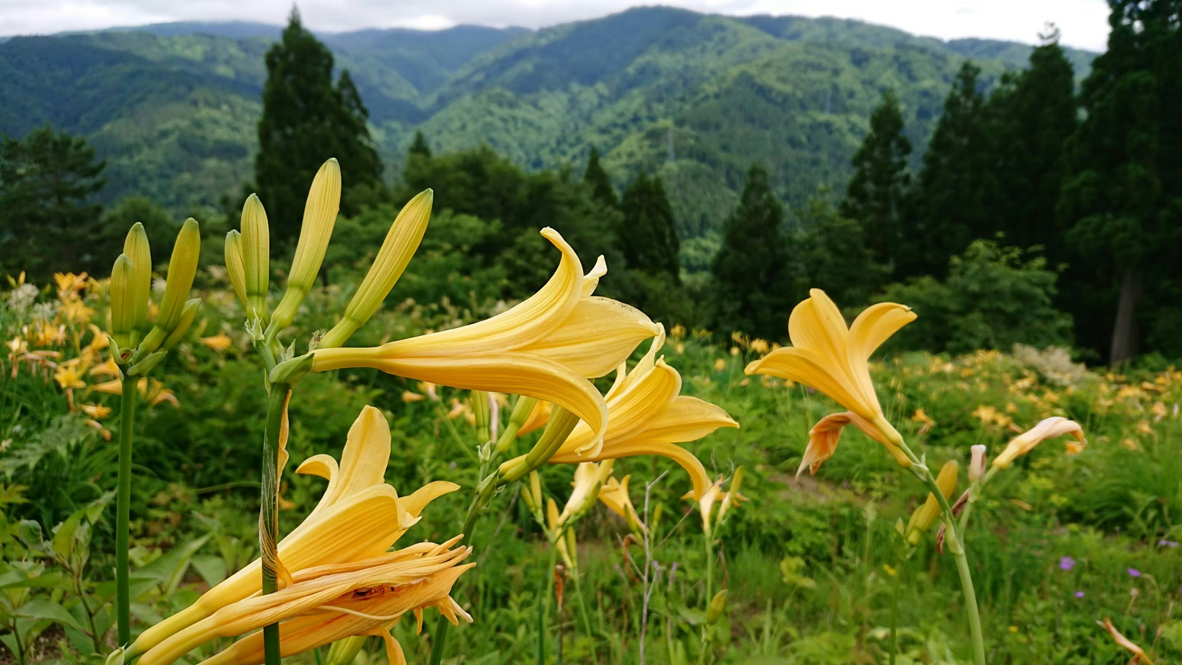 黄色百合在郁郁葱葱的风景和山脉中盛开