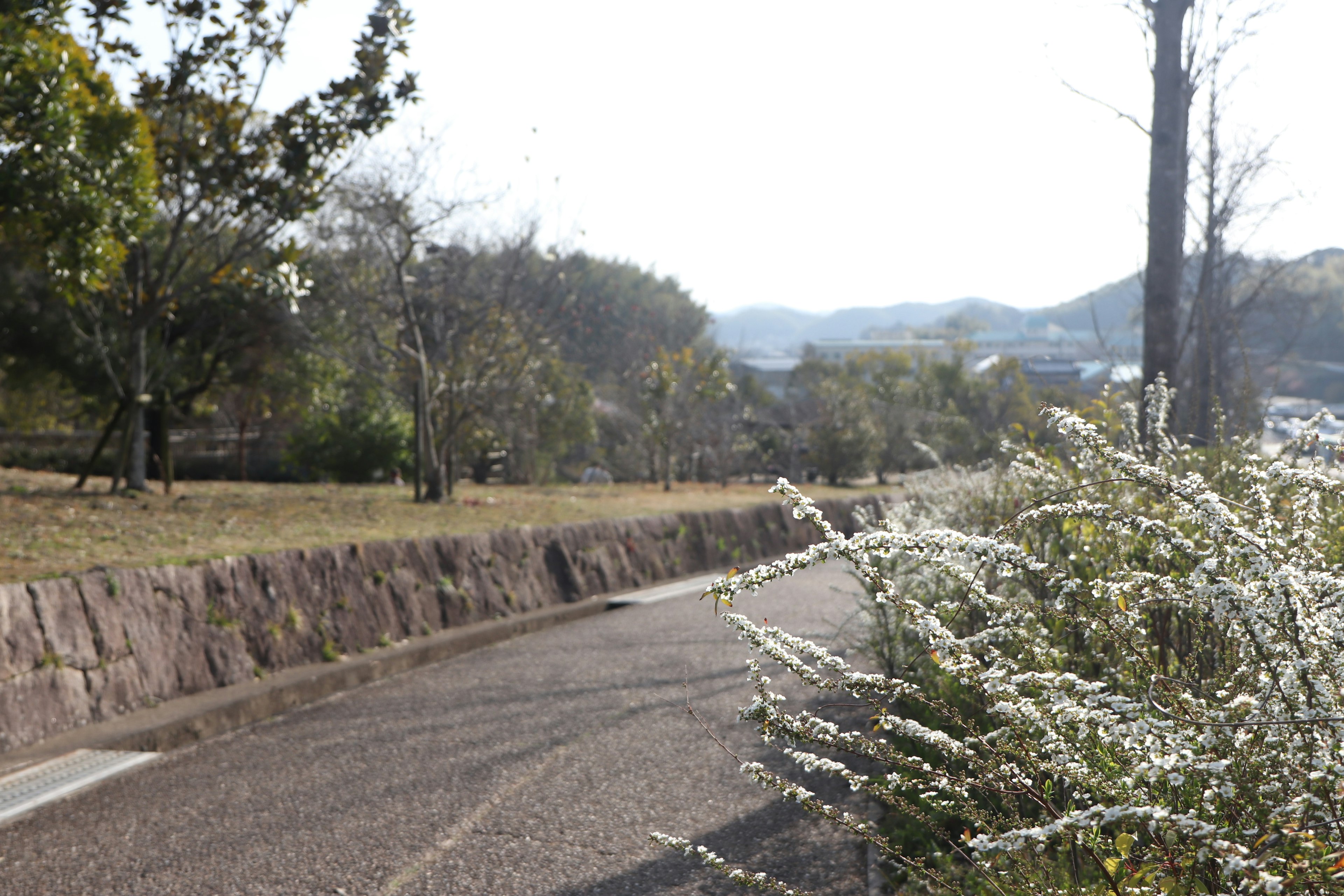 Un paisaje tranquilo con un camino bordeado de plantas con flores blancas