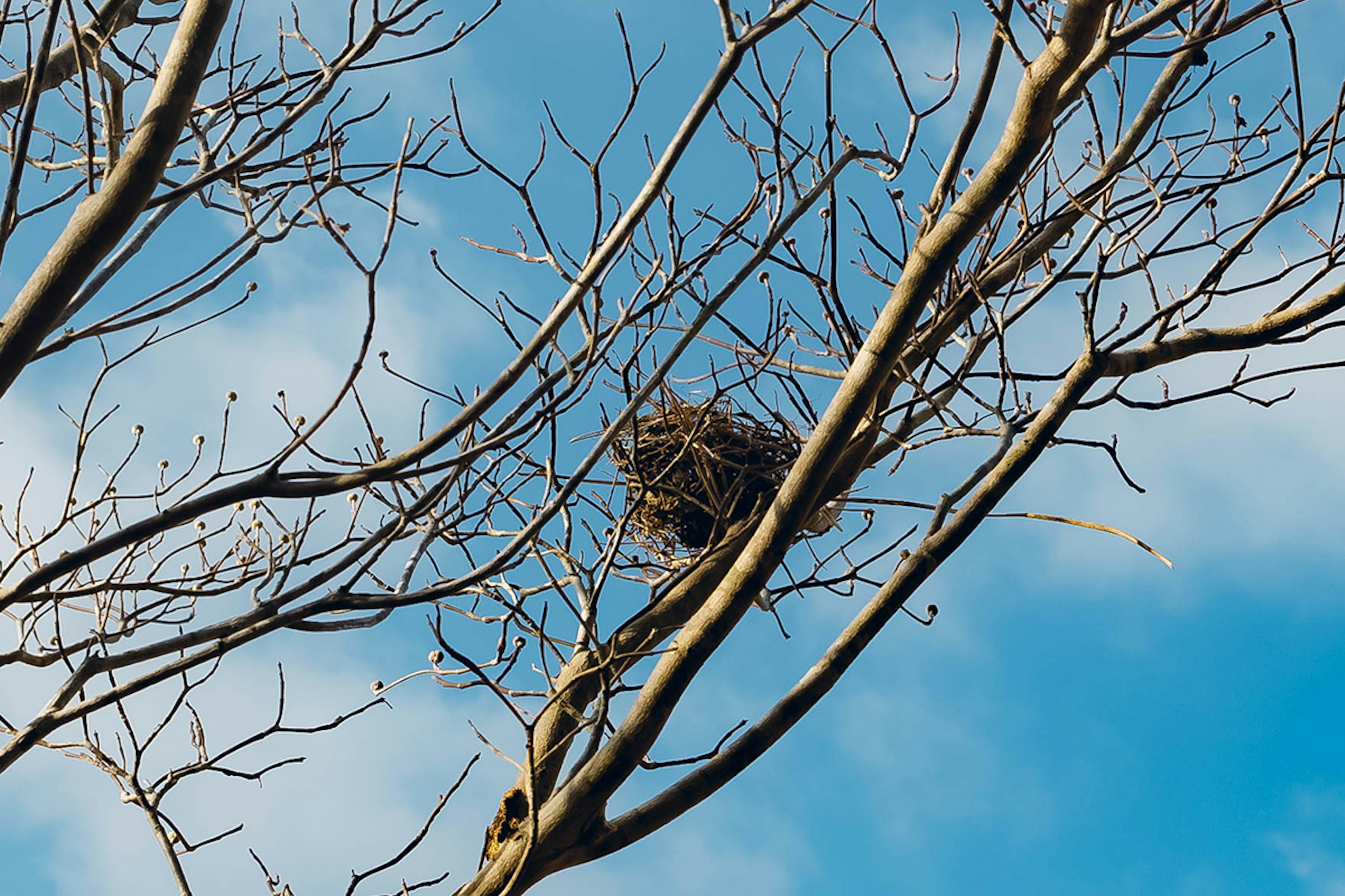 木の枝にある鳥の巣と青空