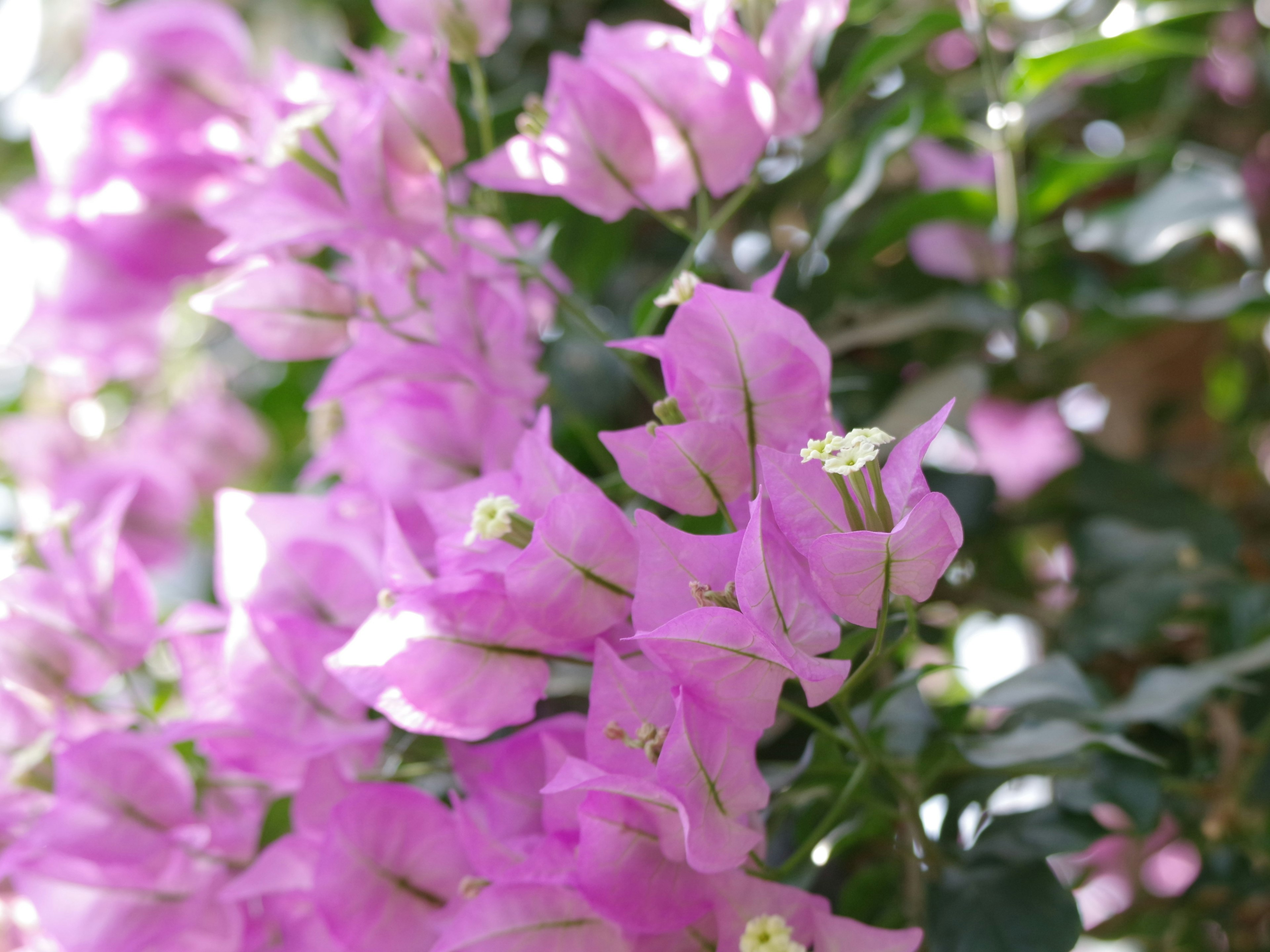 Bunga bougainvillea pink cerah di latar belakang daun hijau