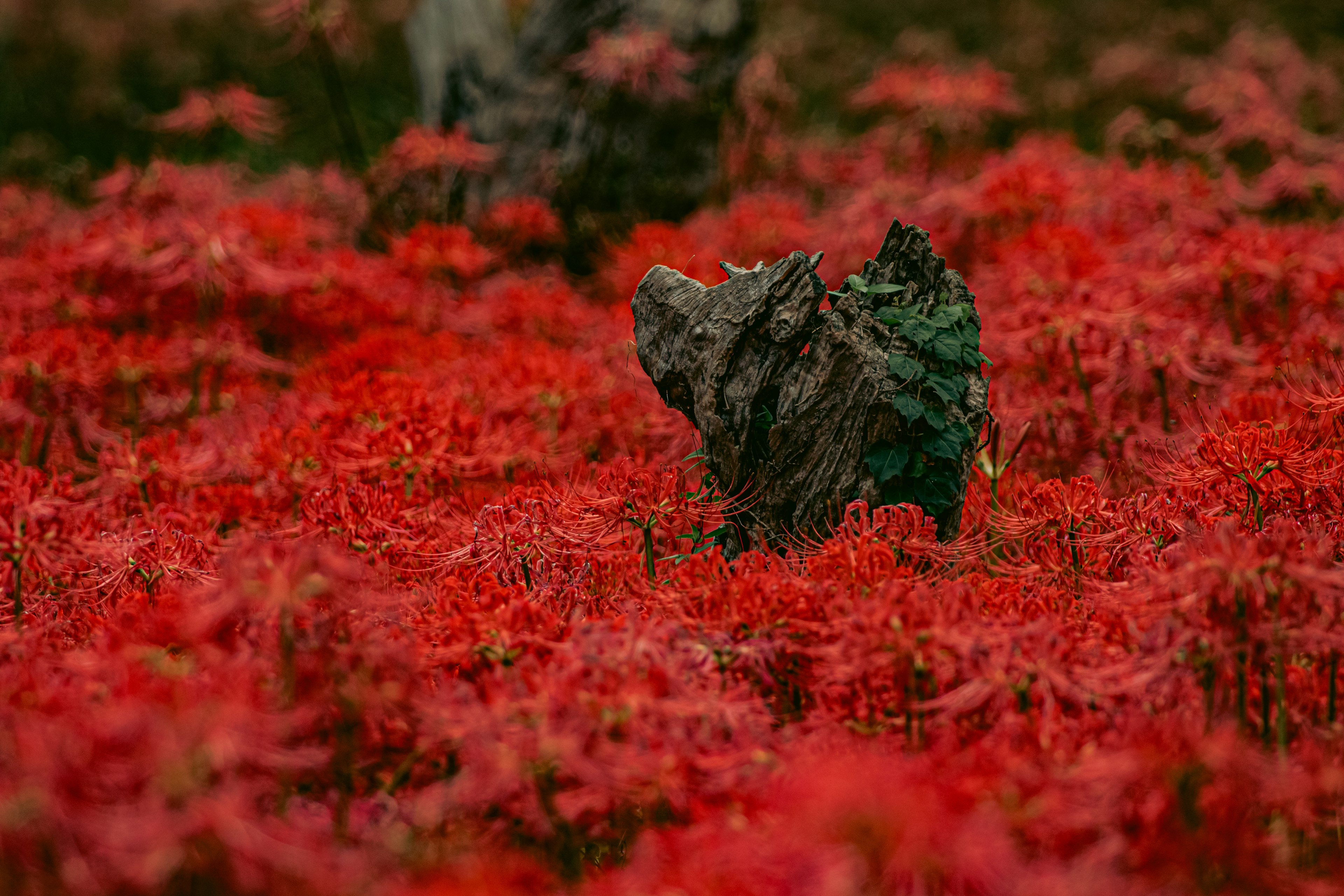 Un paysage rempli de fleurs rouges et une roche au premier plan