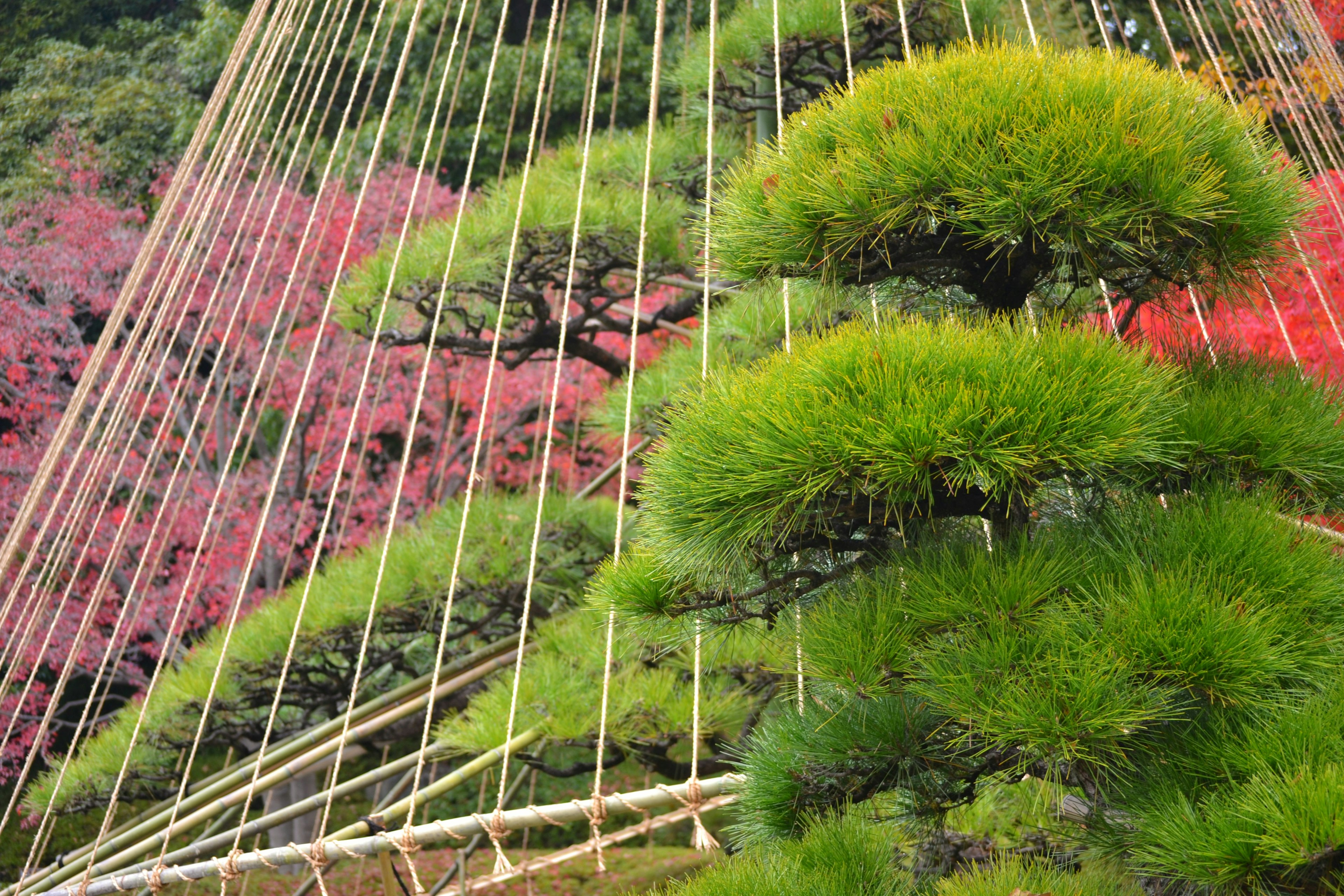 Pemandangan taman Jepang dengan pohon pinus dan daun berwarna-warni