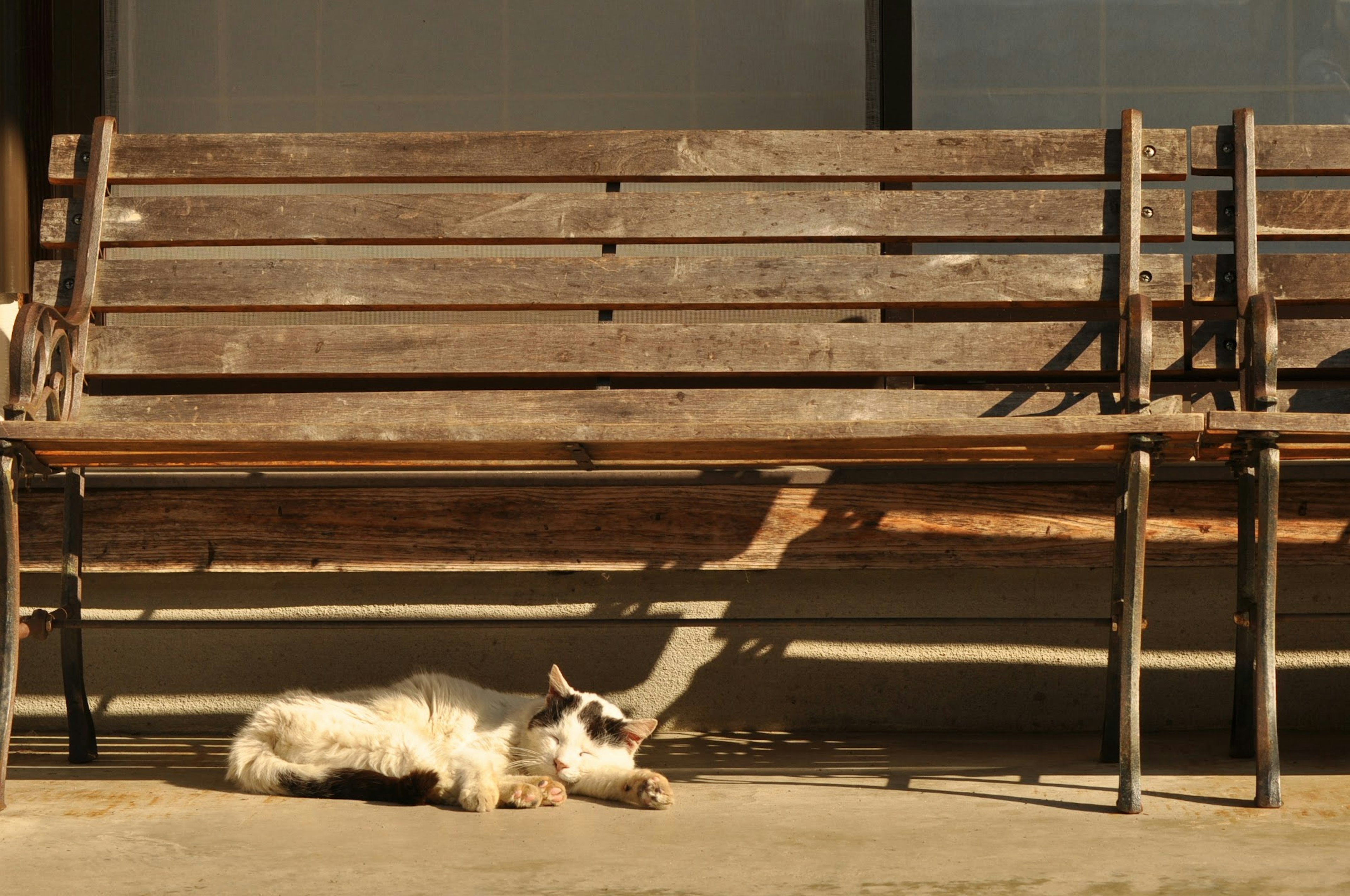 Un gatto bianco e nero sdraiato sotto una panchina di legno con uno sfondo soleggiato