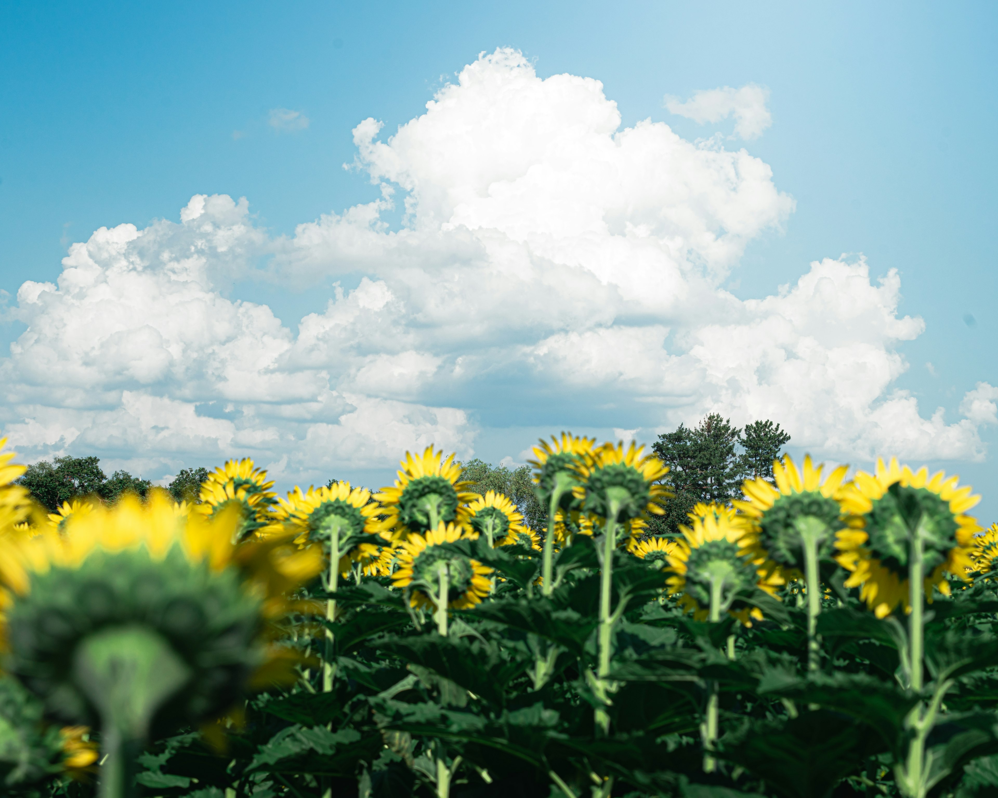 Un campo de girasoles bajo un cielo azul con nubes blancas