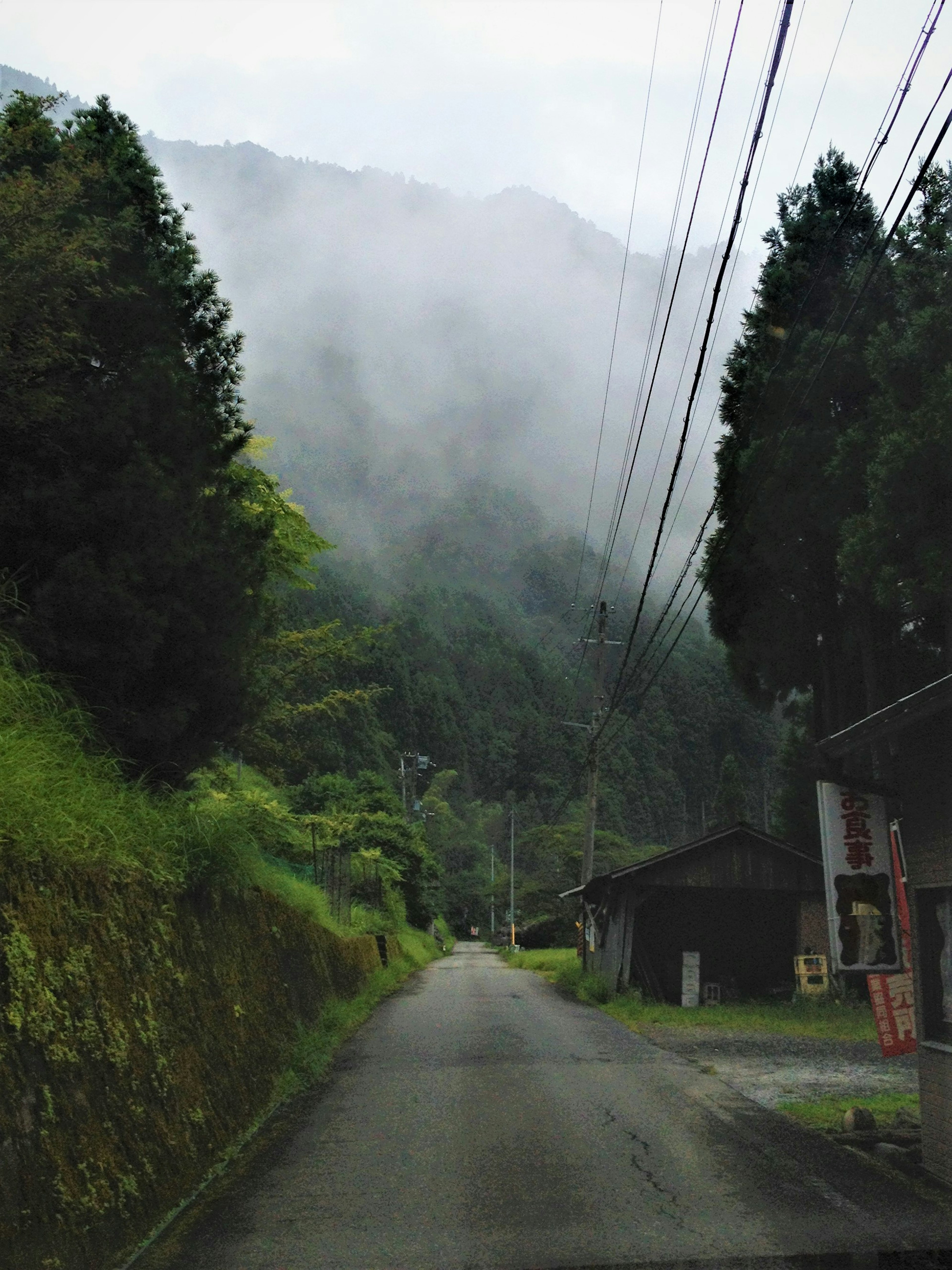 雾气弥漫的山路与郁郁葱葱的绿地