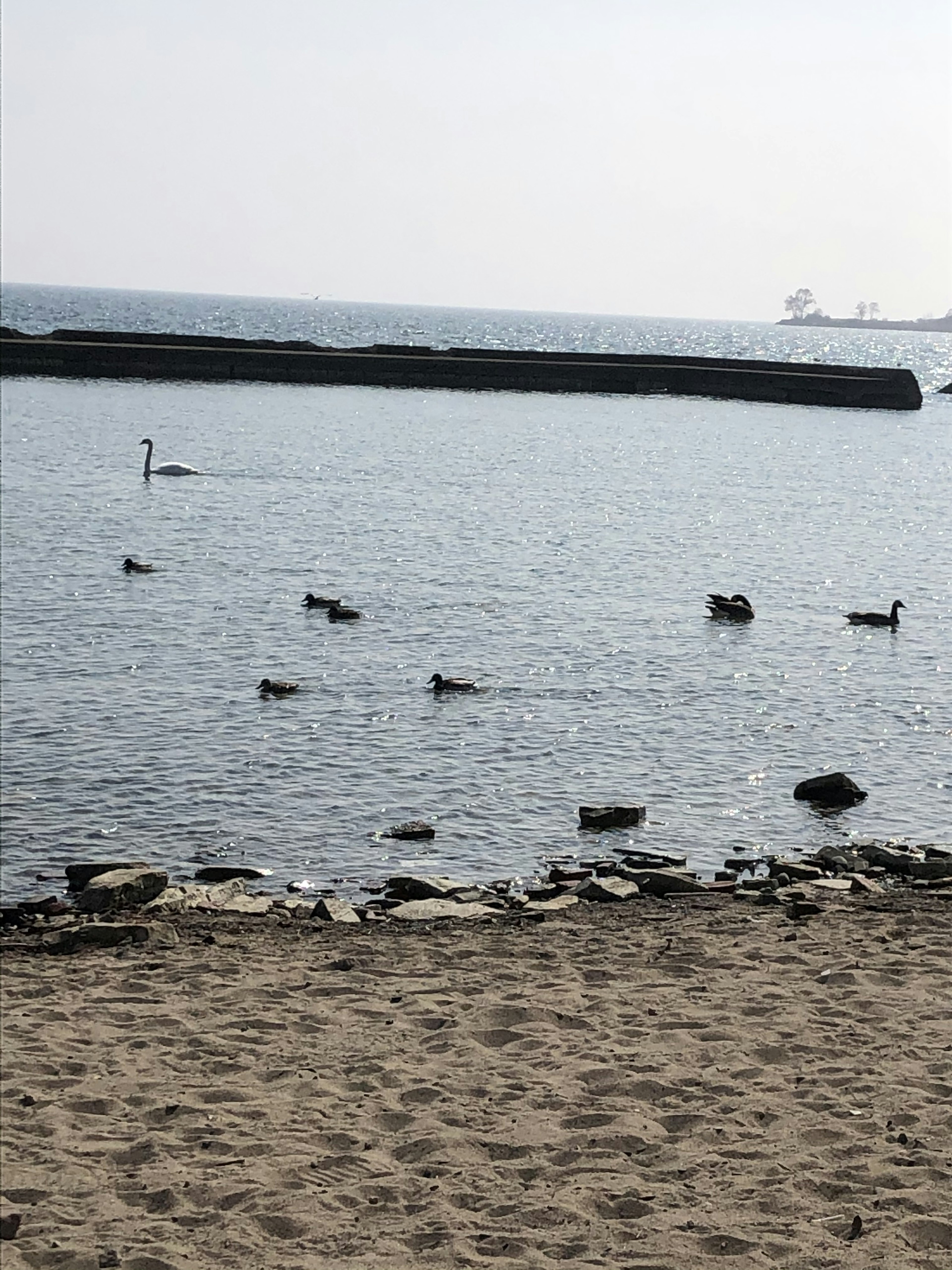 Scène d'eau calme avec des canards et une plage de sable