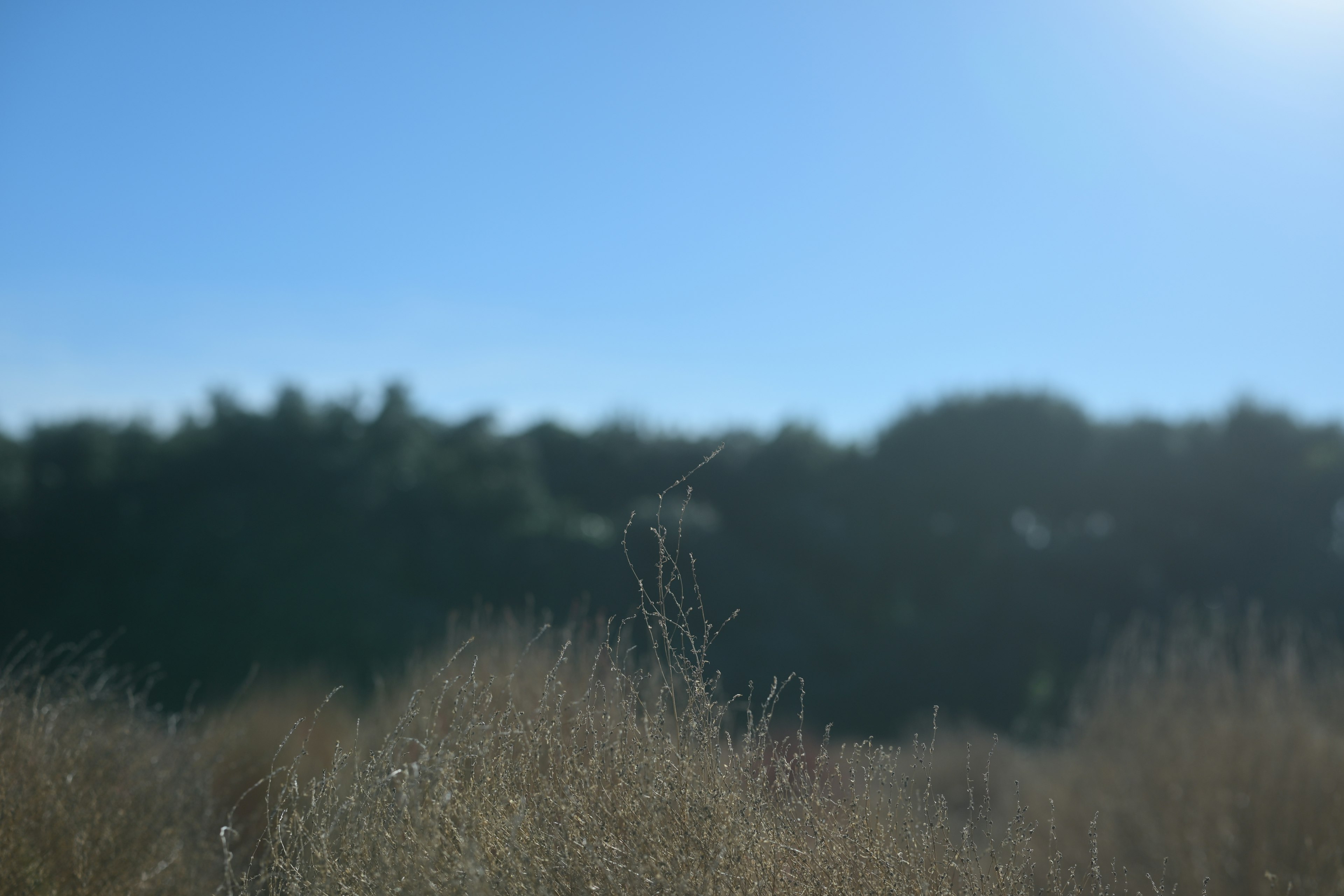 Image of a dry grassland with blue sky and trees in the background