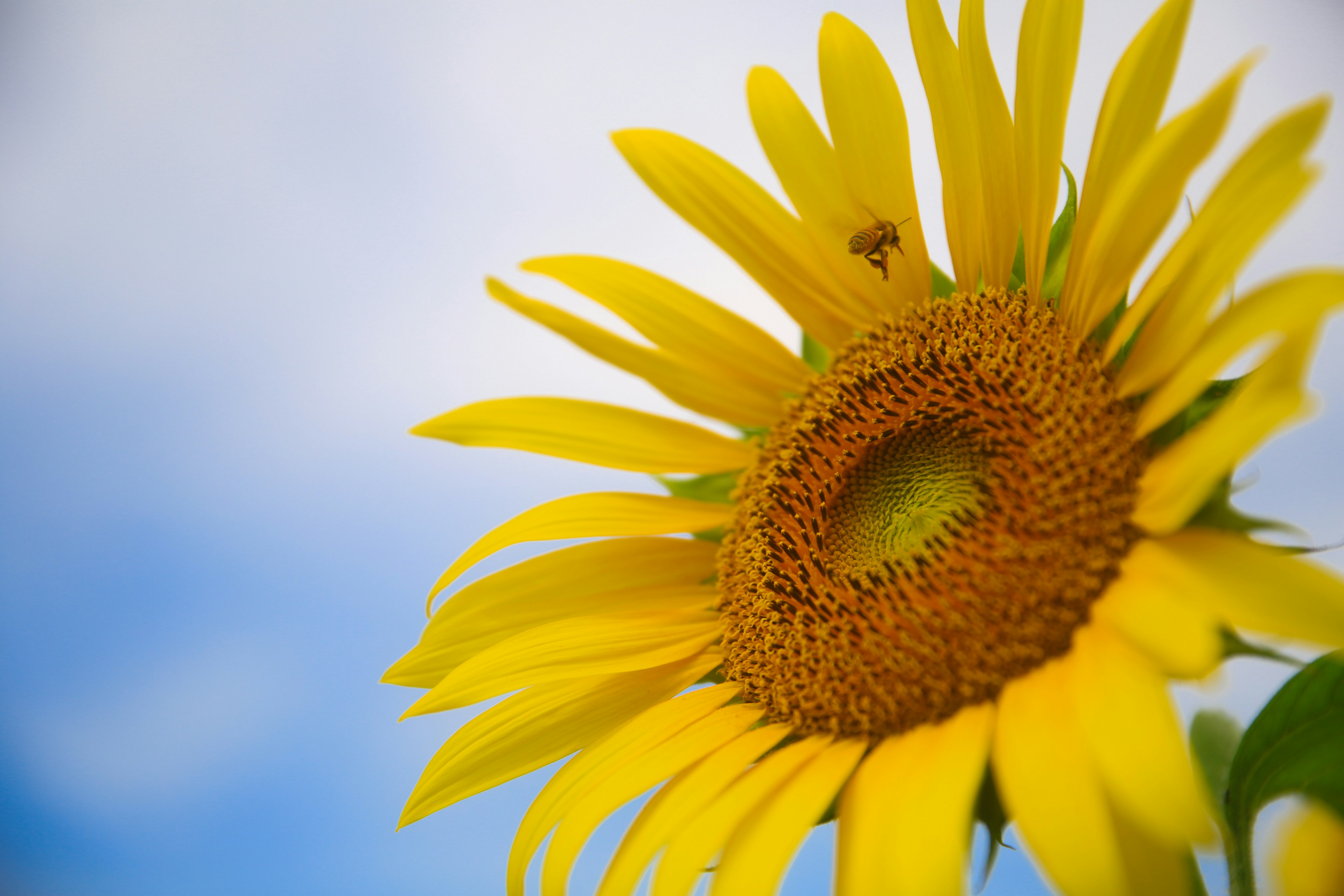 Un girasole giallo vivace che fiorisce sotto un cielo blu