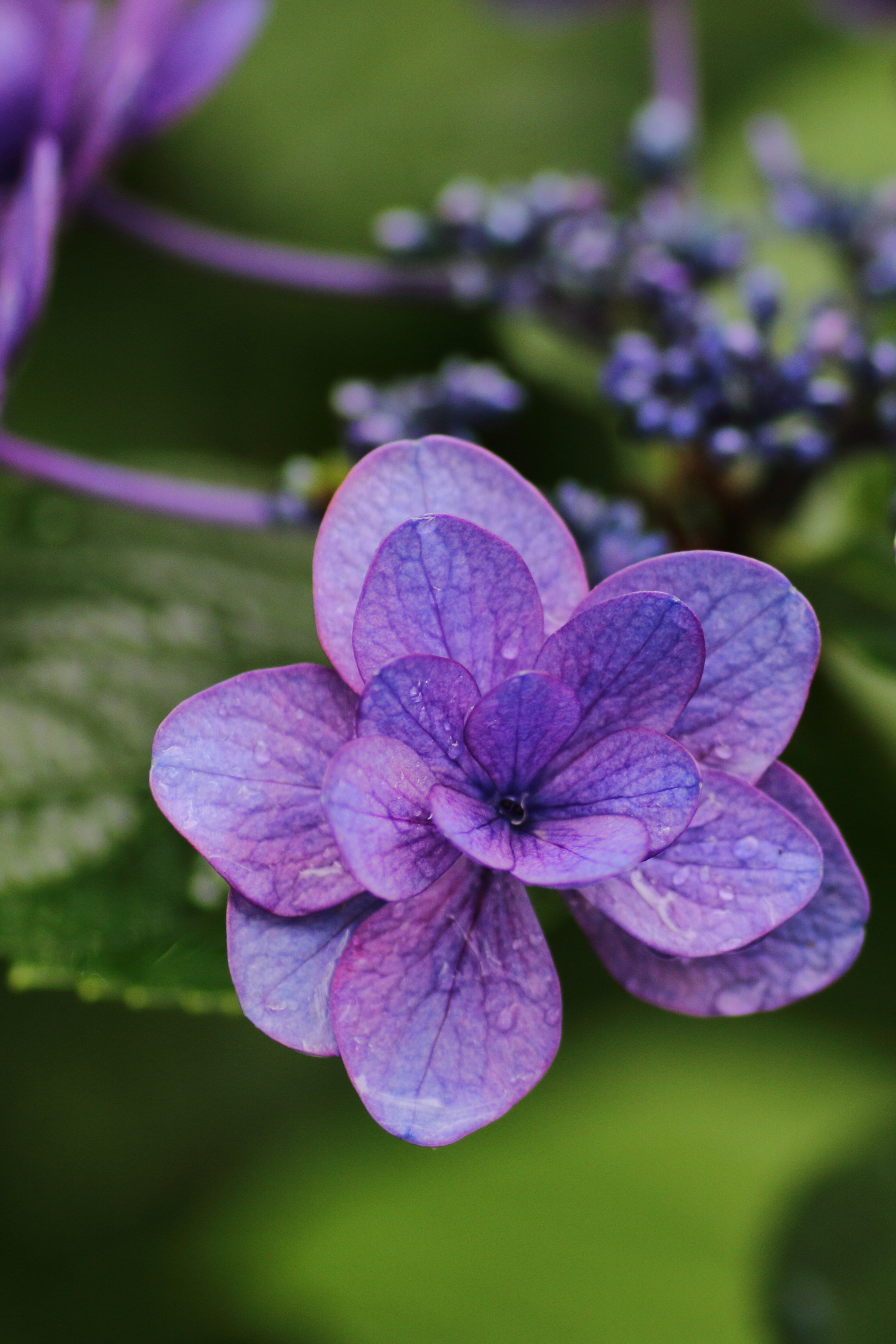 Nahaufnahme einer schönen Pflanze mit auffälligen lila Blumen