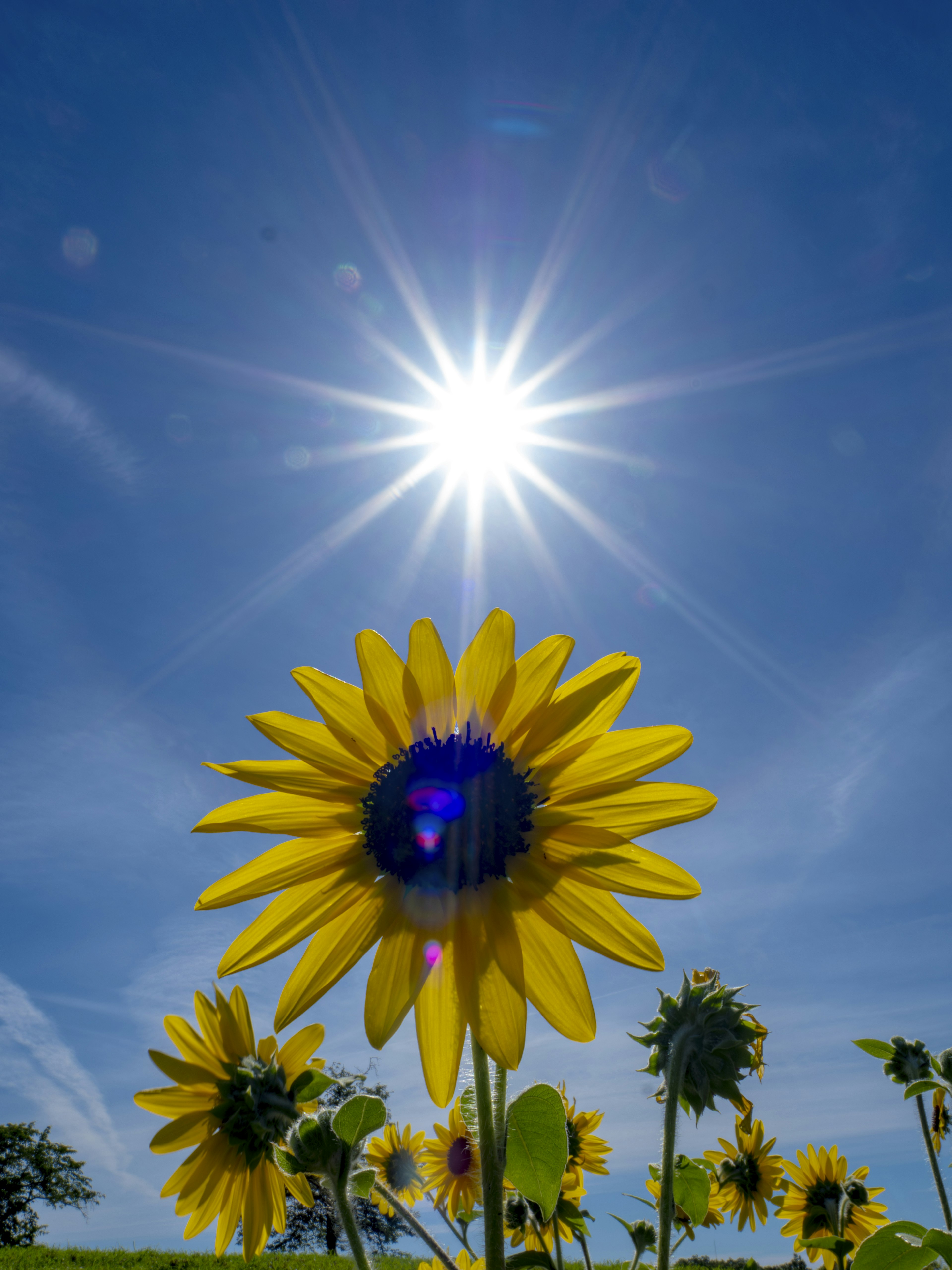 Un groupe de tournesols brillants sous un ciel bleu