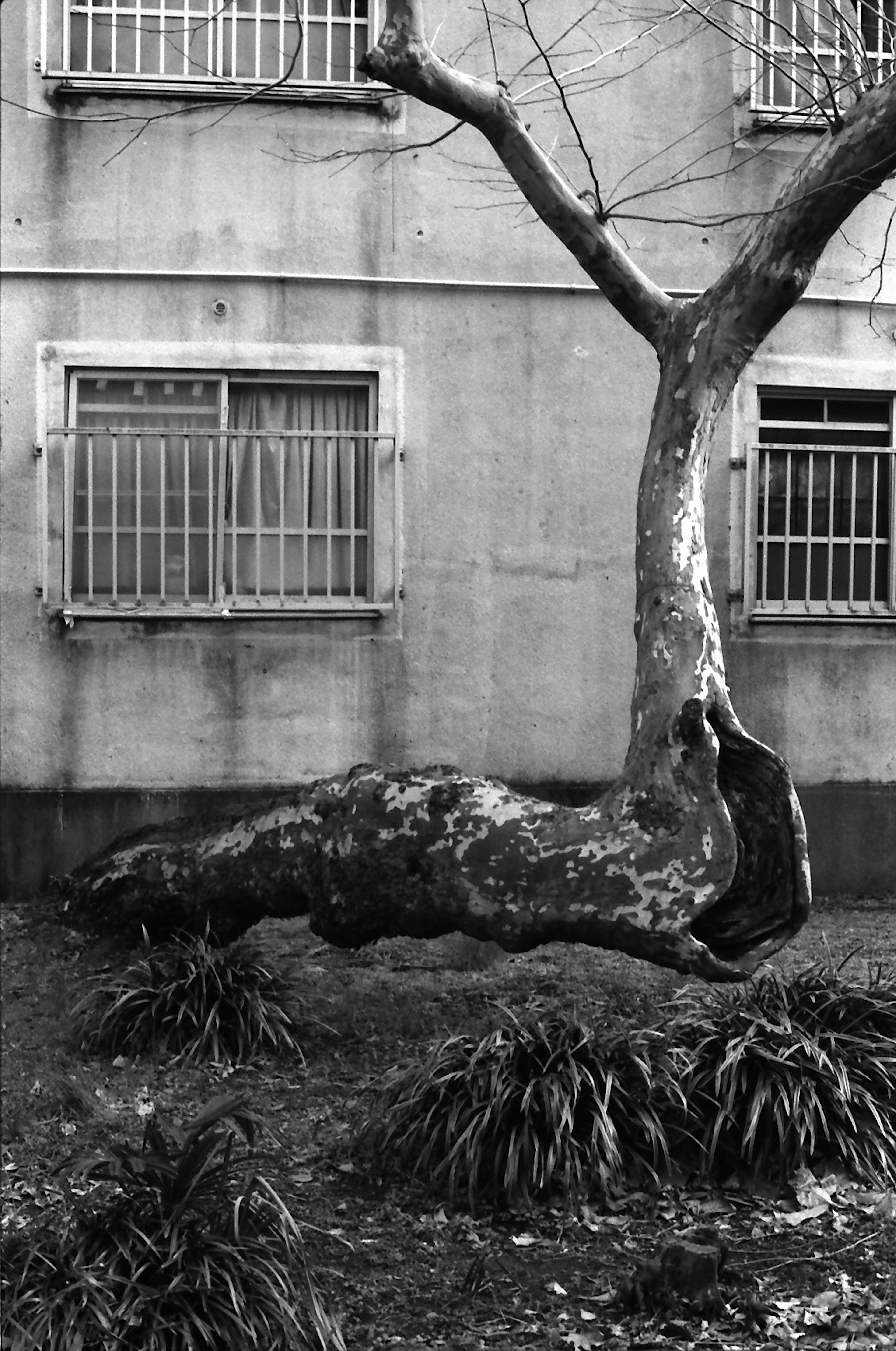 Une grande branche d'arbre s'étendant le long du sol devant un vieux mur en béton