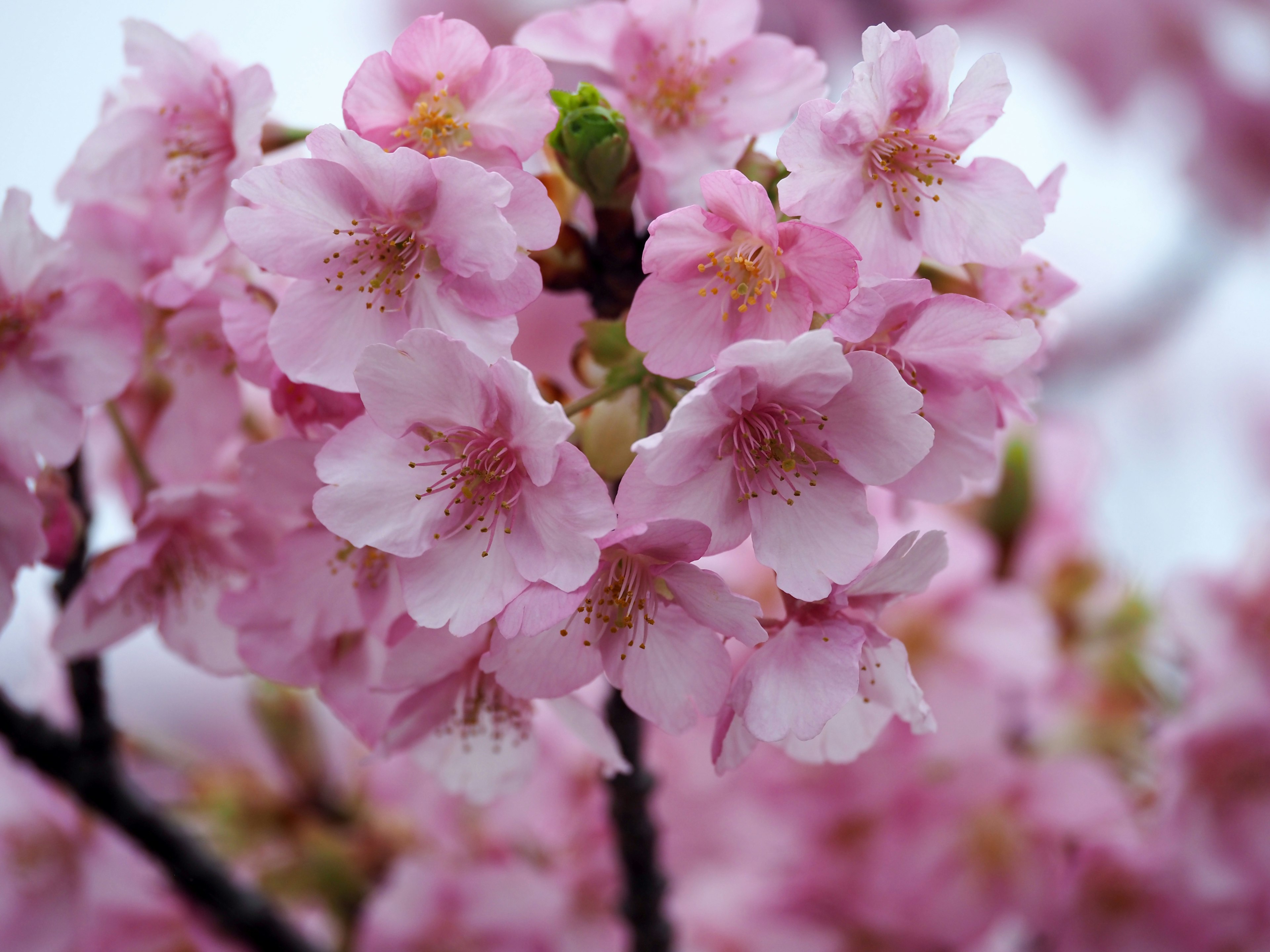 Nahaufnahme von Kirschblüten mit rosa Blütenblättern und grünen Knospen