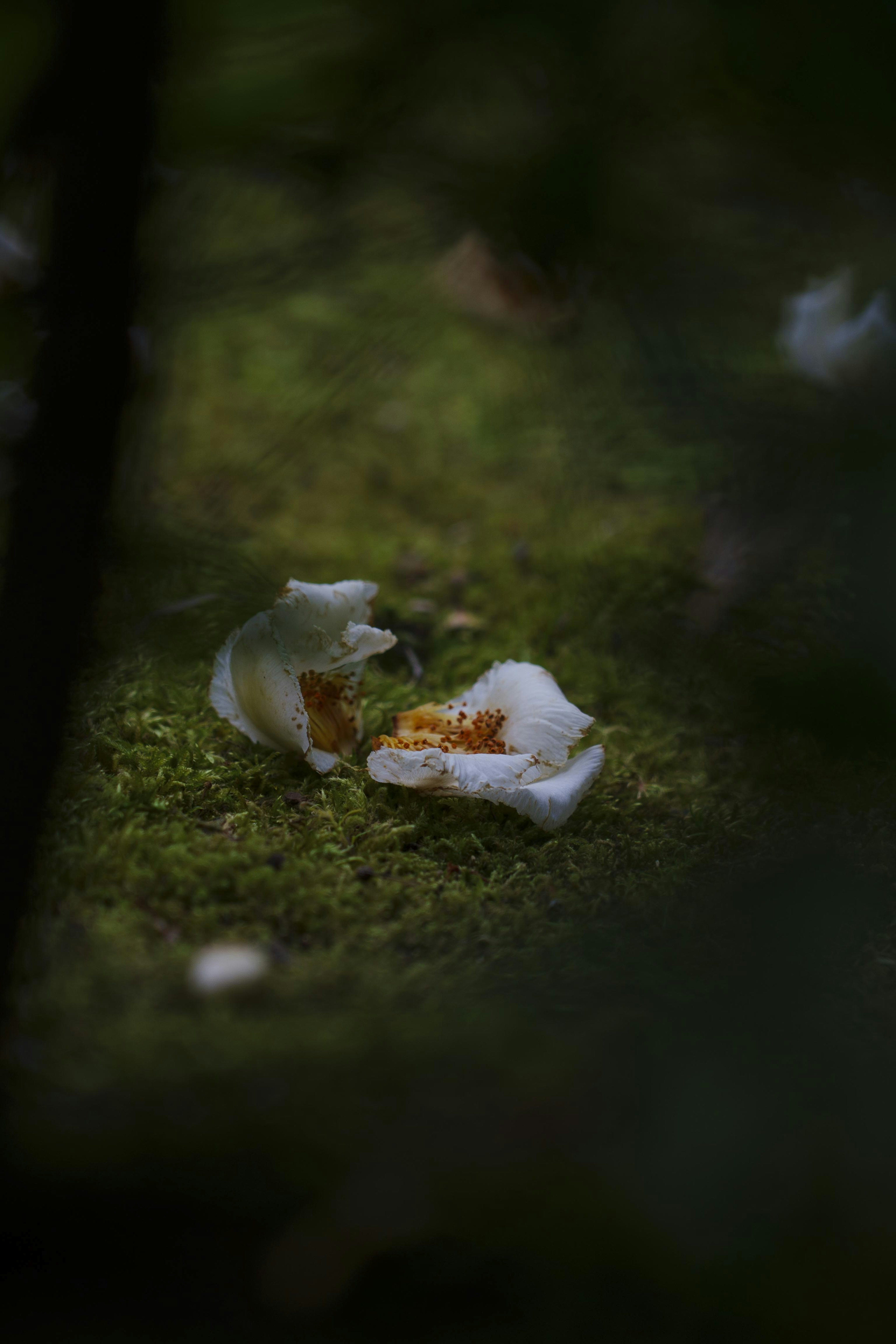 Petali di fiori bianchi su muschio verde in uno sfondo scuro