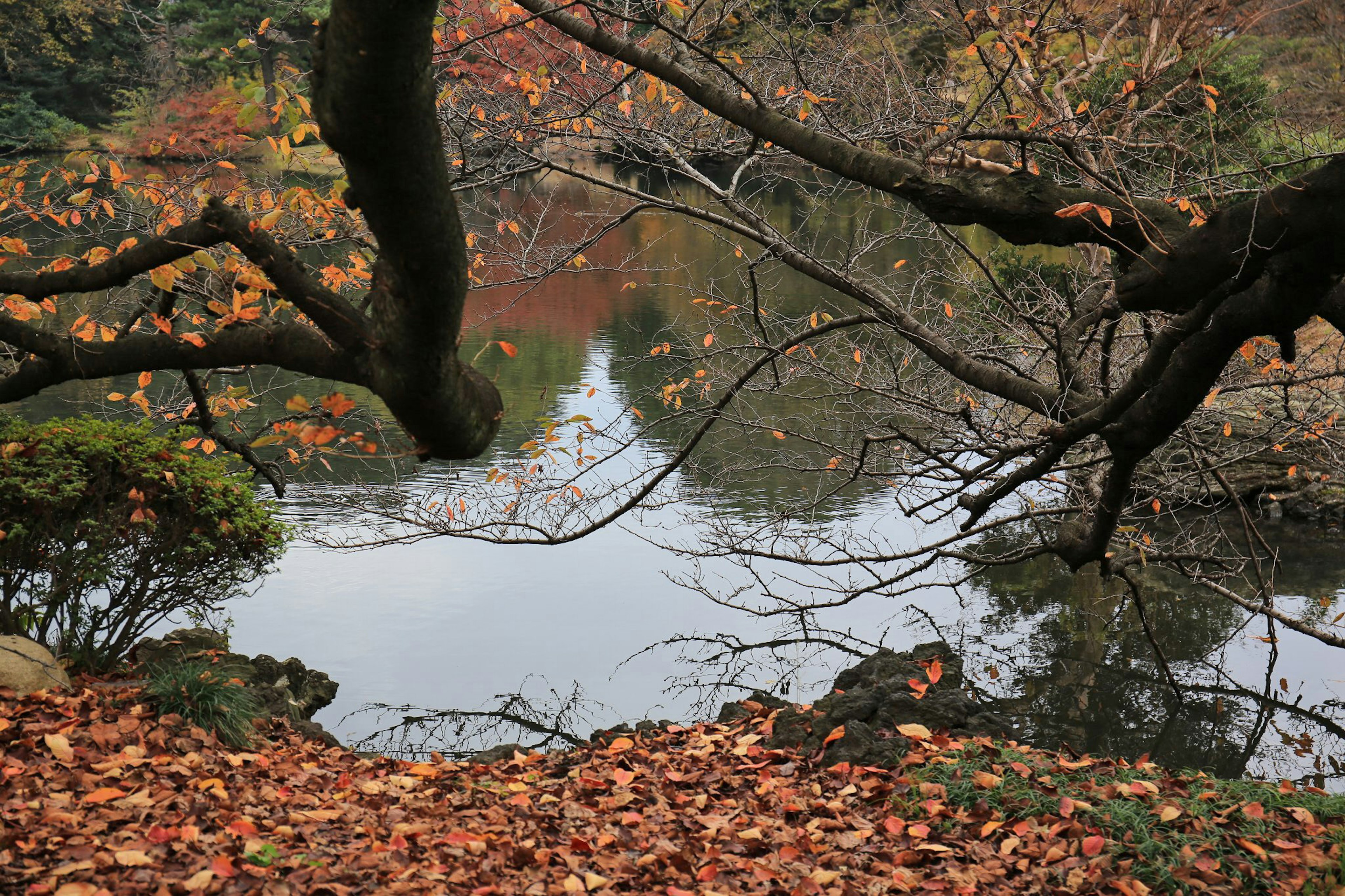 Calm pond surrounded by autumn leaves