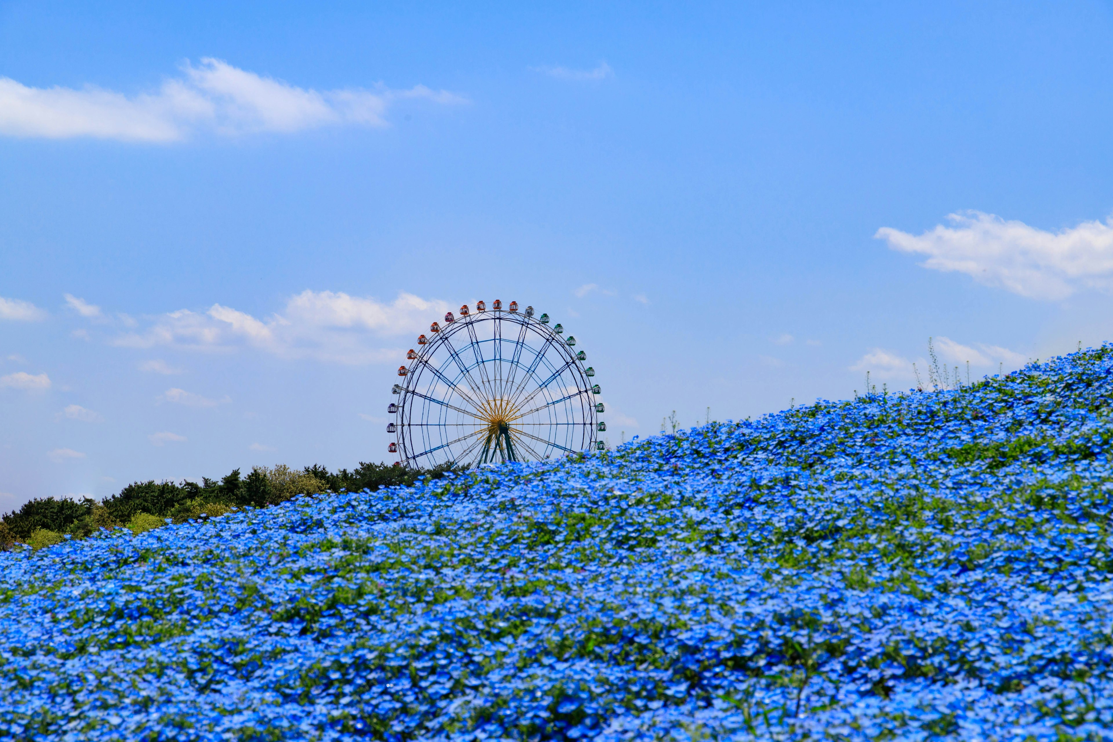 青い花畑と観覧車の風景