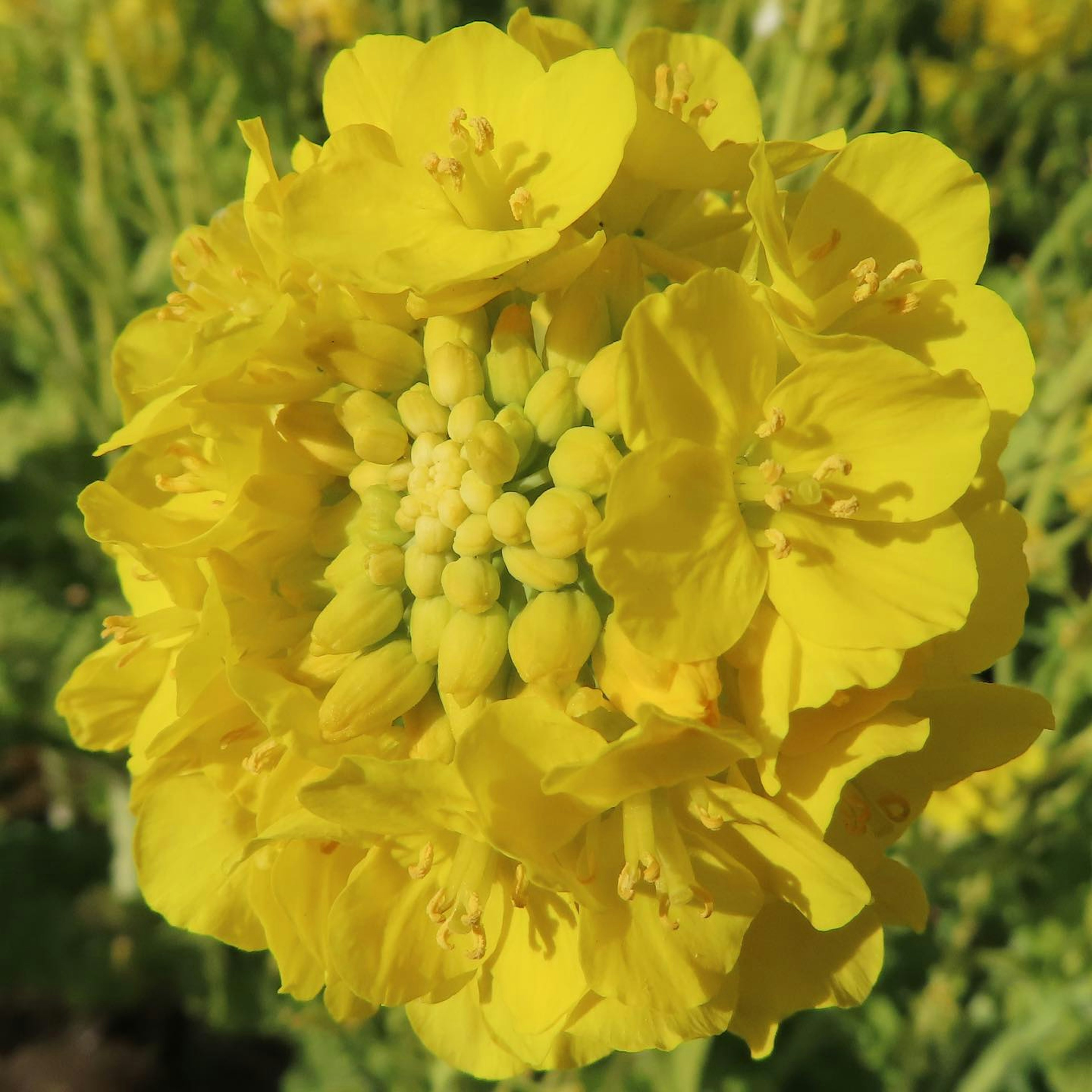 Ein Cluster von lebhaften gelben Blumen, die zusammen blühen