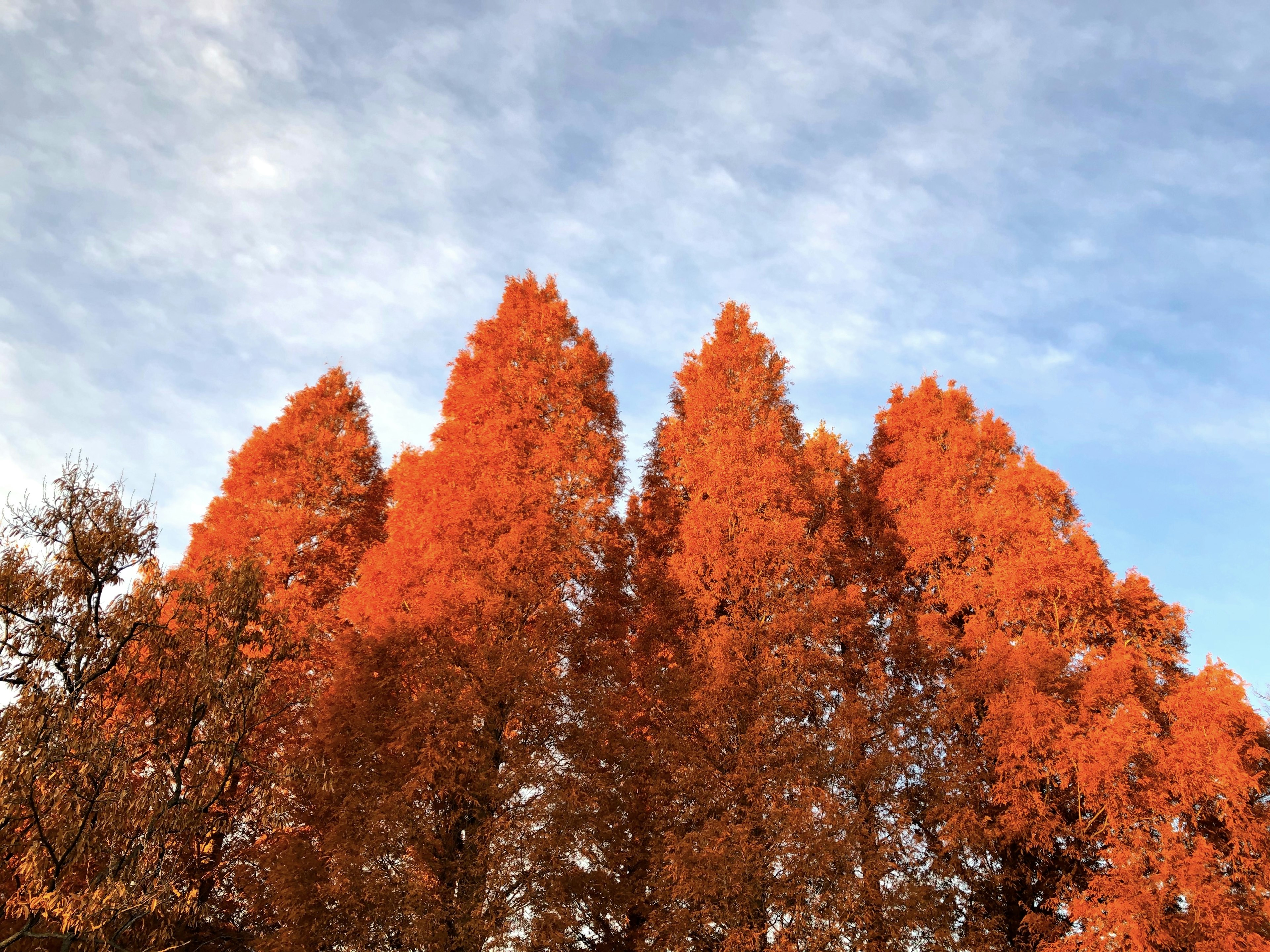 Árboles altos con hojas naranjas vibrantes contra un cielo azul