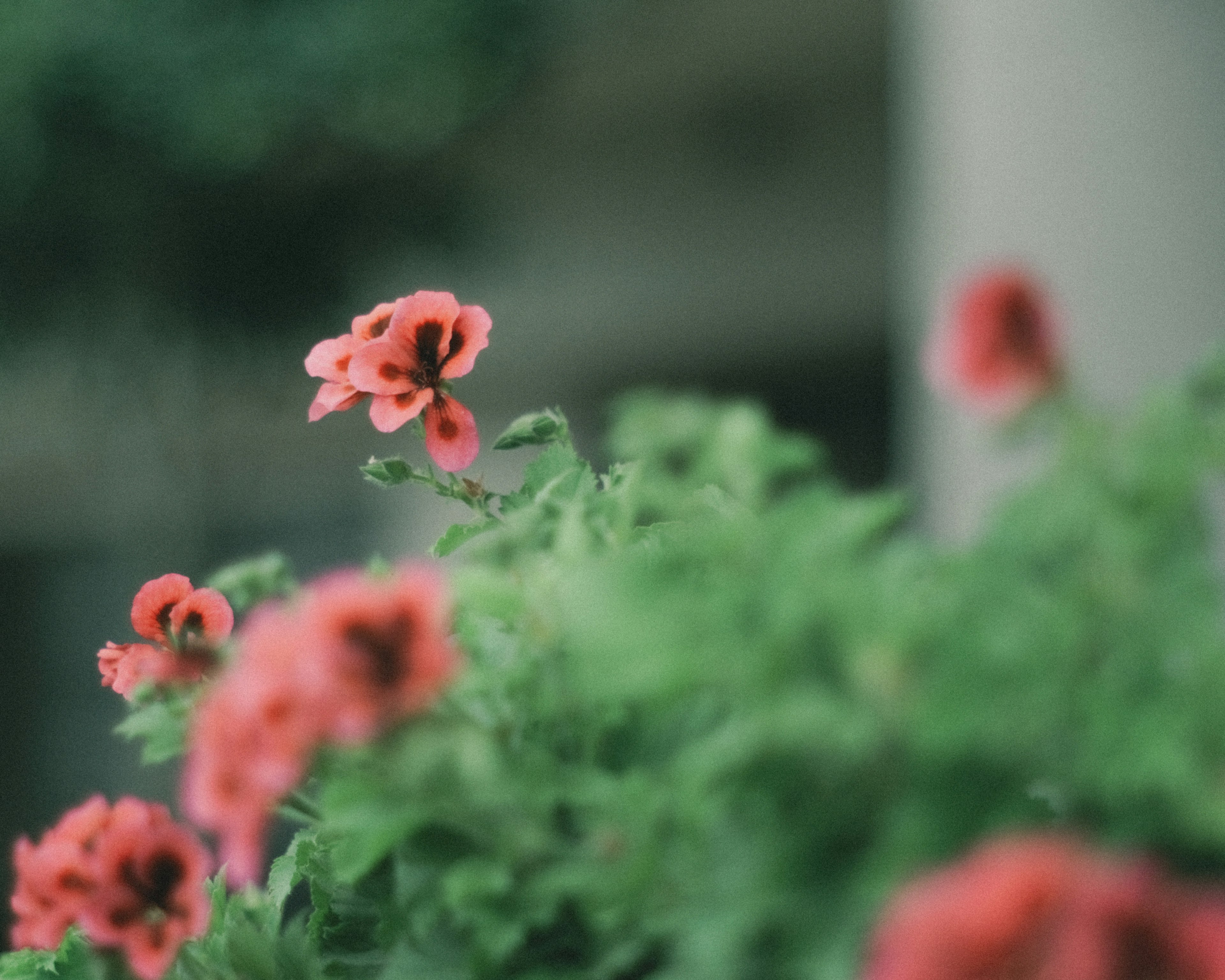 ぼんやりとした緑の背景に咲く赤い花