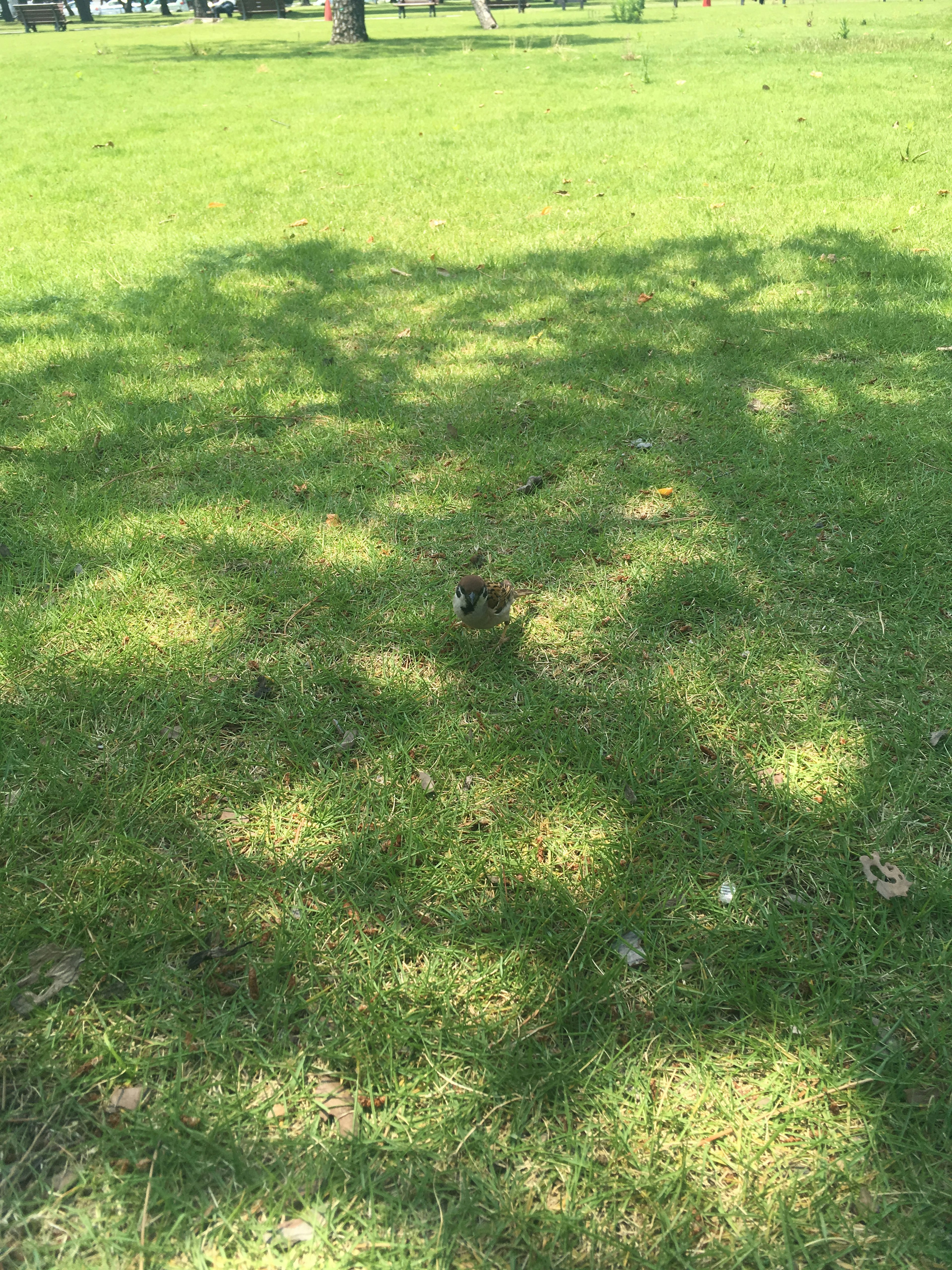 Burung kecil di rumput hijau dengan bayangan pohon