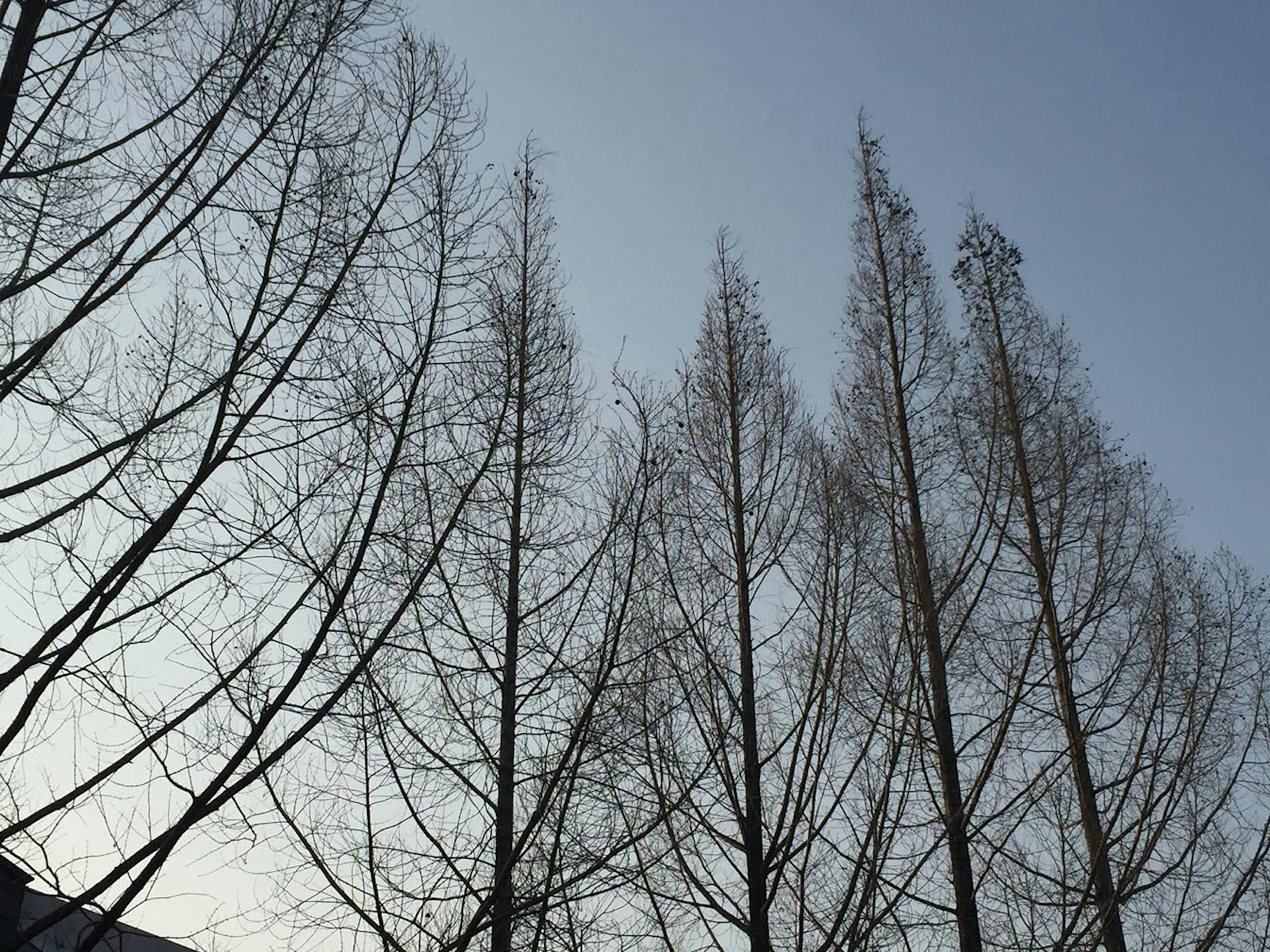 Une rangée d'arbres à feuilles caduques élancés sous un ciel bleu