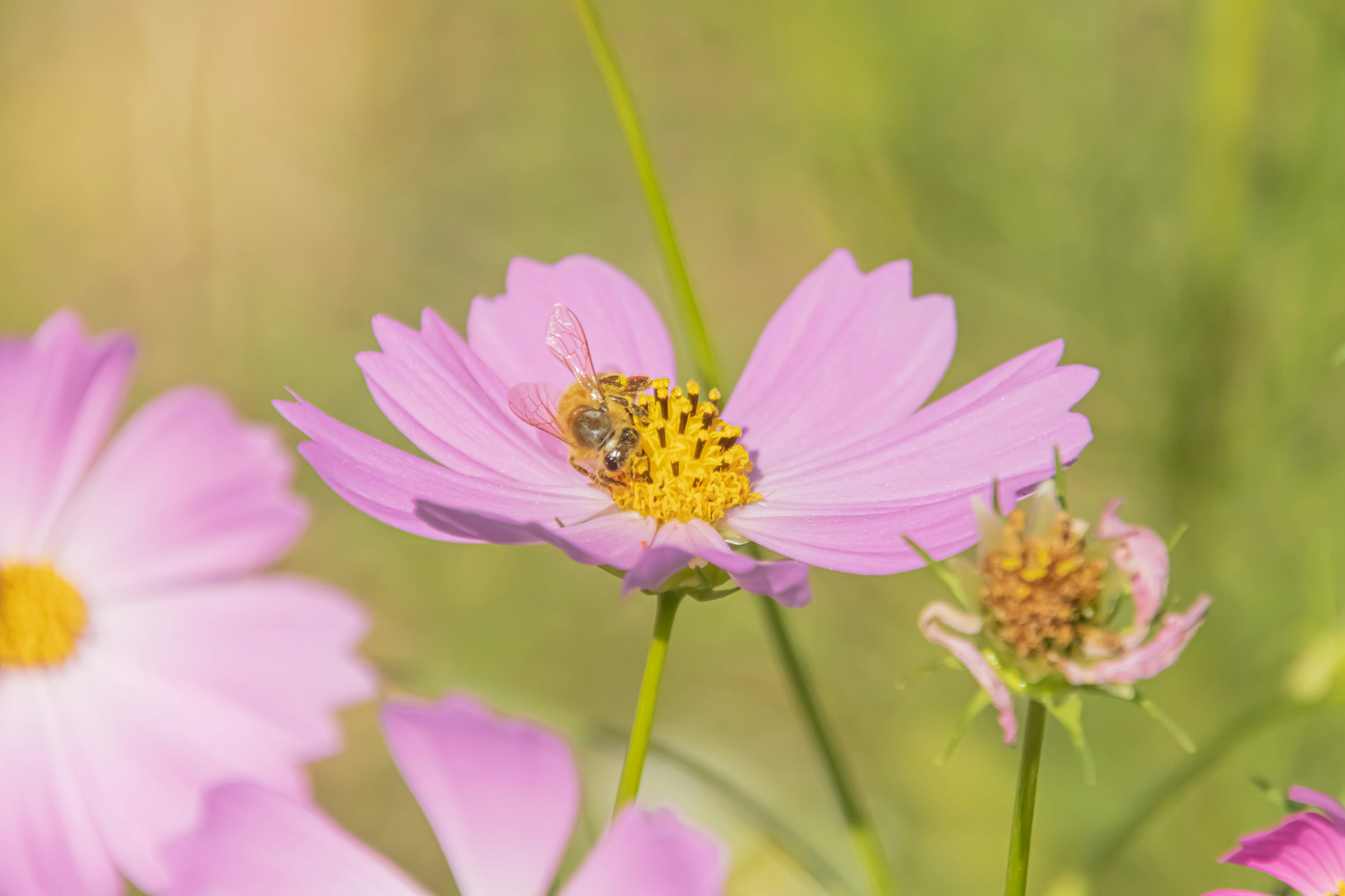 淡いピンクの花に蜜を吸うミツバチがいる風景