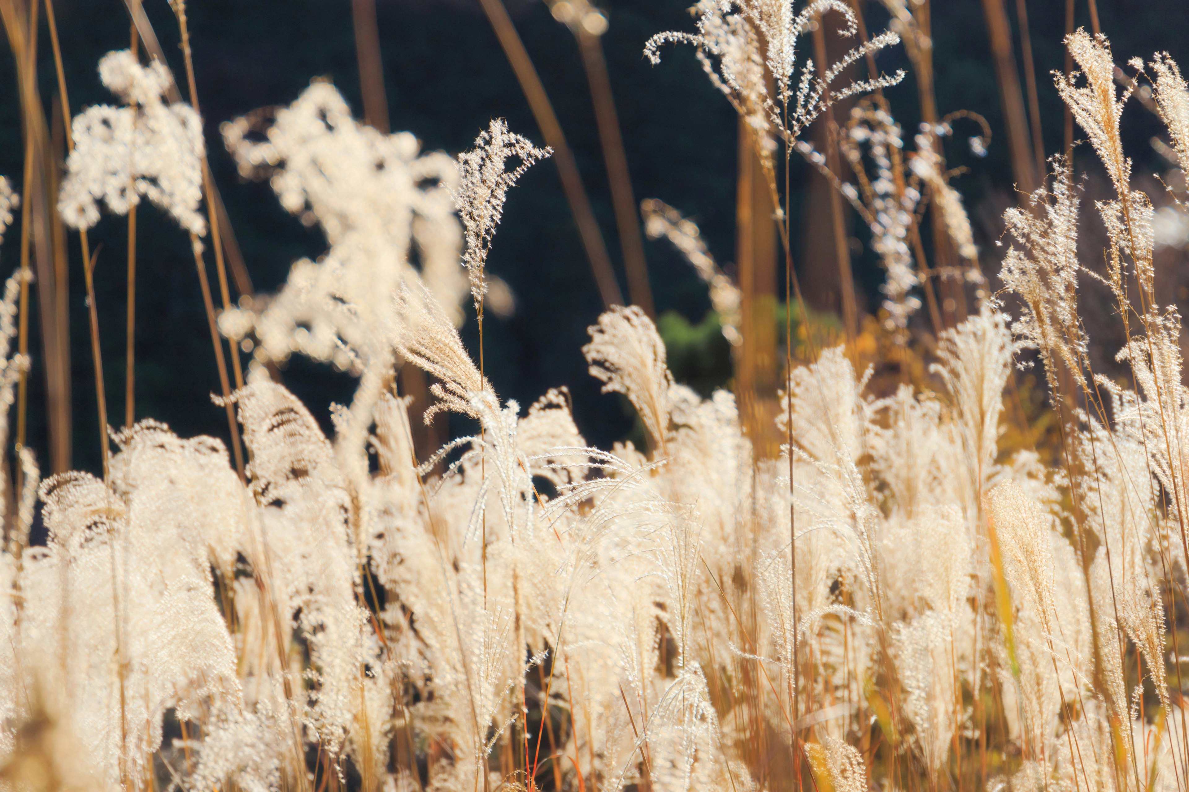 Ein Feld mit weißen Gräsern, die im Wind wehen