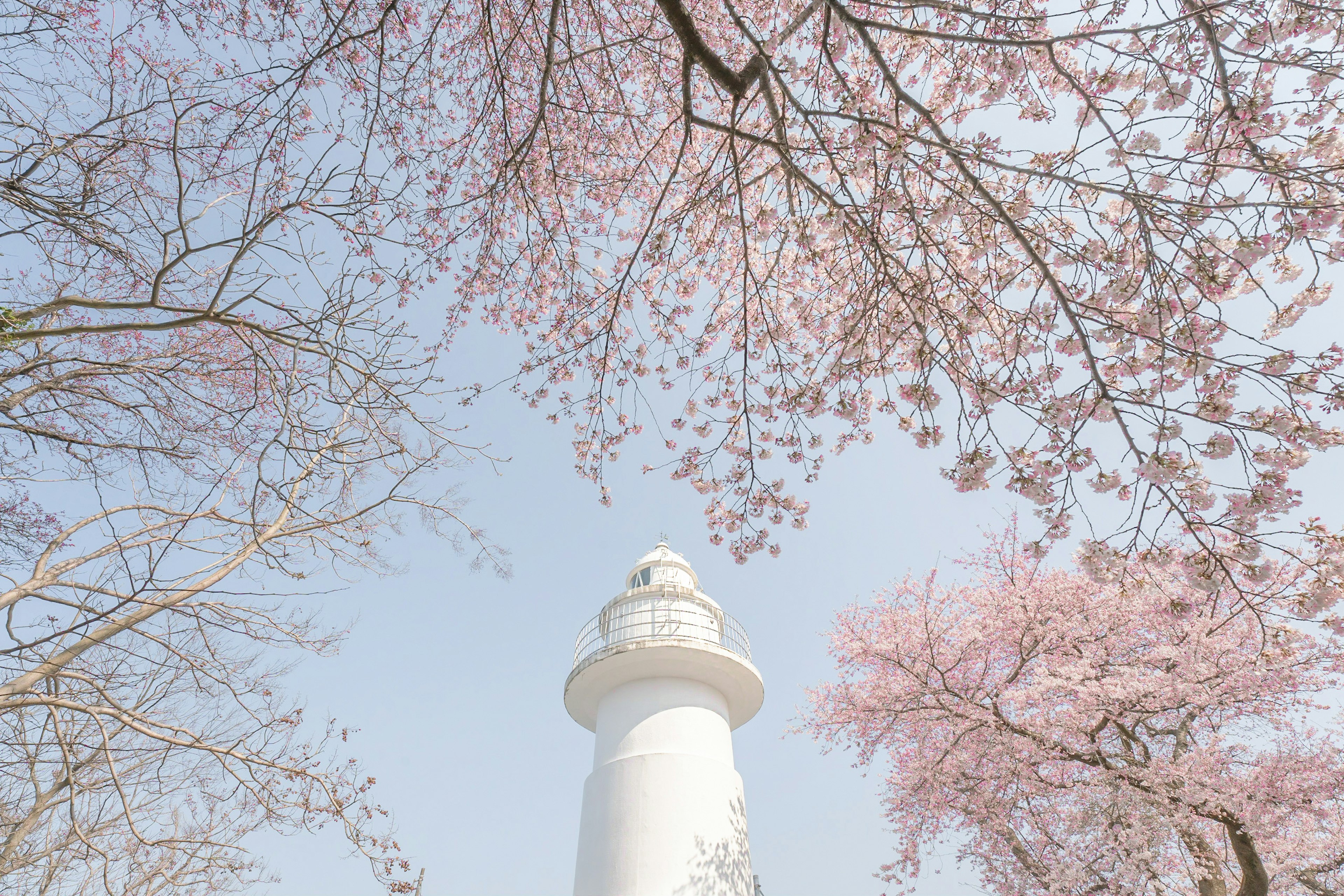 白い灯台と桜の花が咲く風景