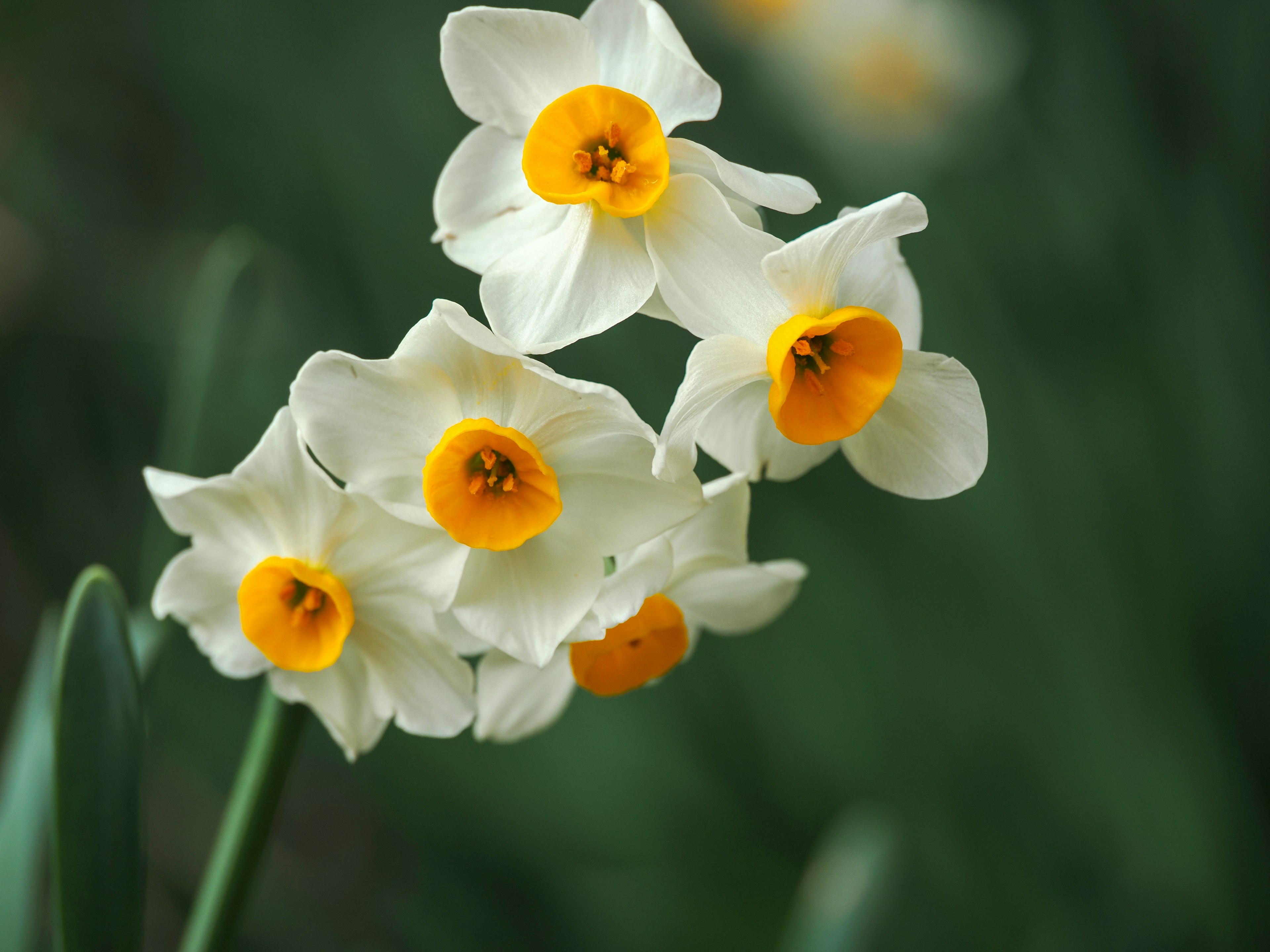 Cluster of white daffodil flowers with yellow centers