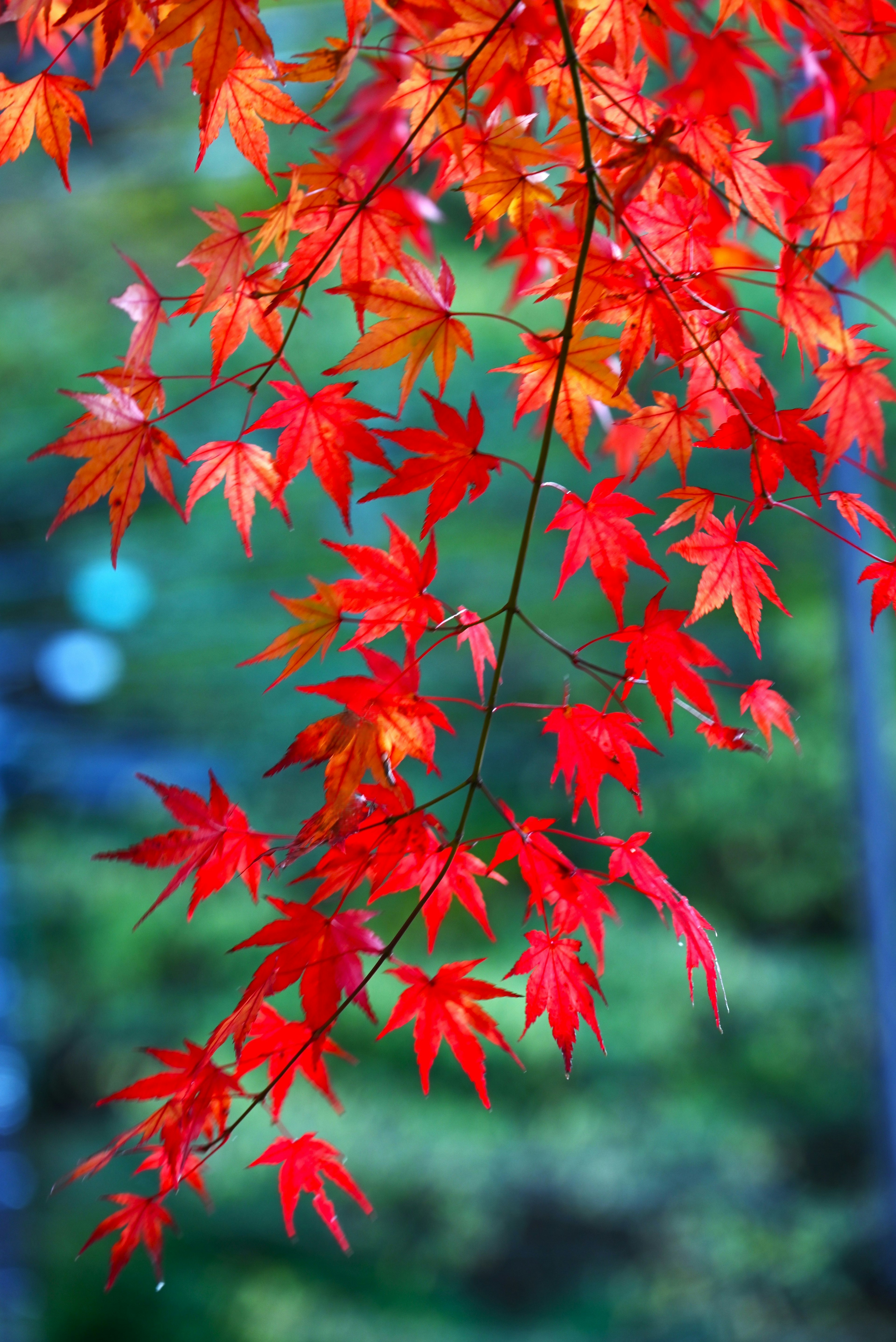 Daun maple merah dan oranye cerah menonjol di latar belakang biru