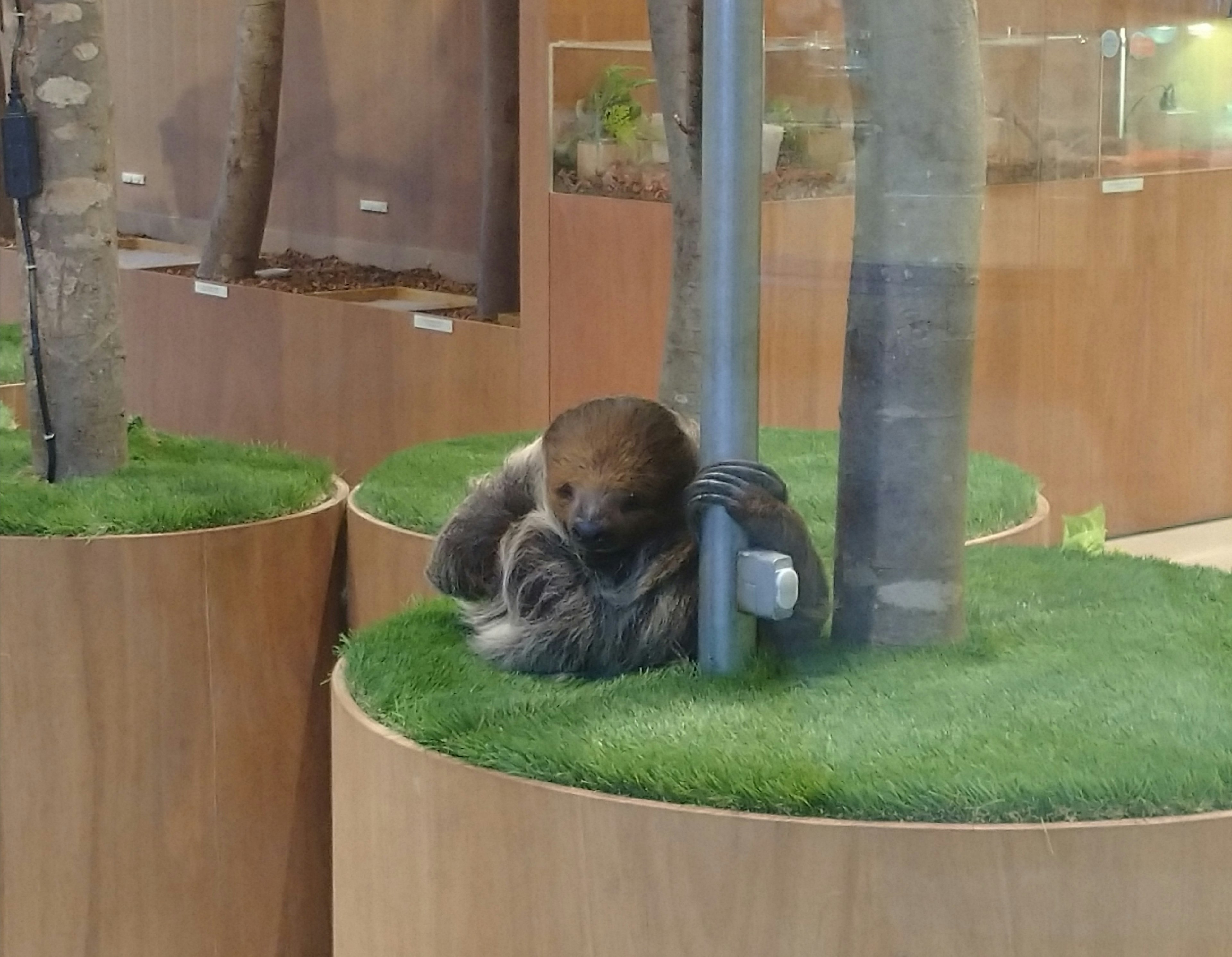 Un paresseux reposant contre un poteau assis sur de l'herbe