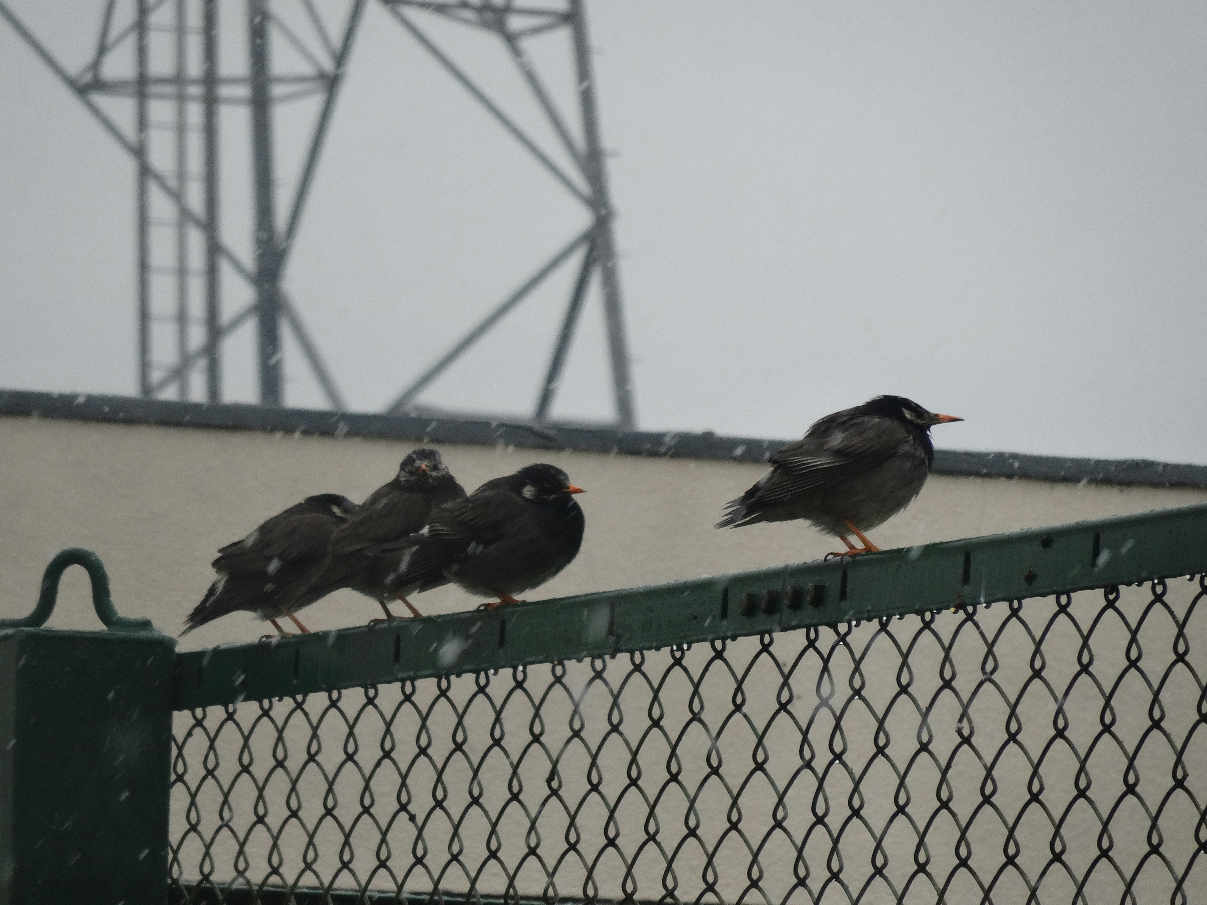 フェンスの上に並んでいる4羽の鳥と背景の通信塔