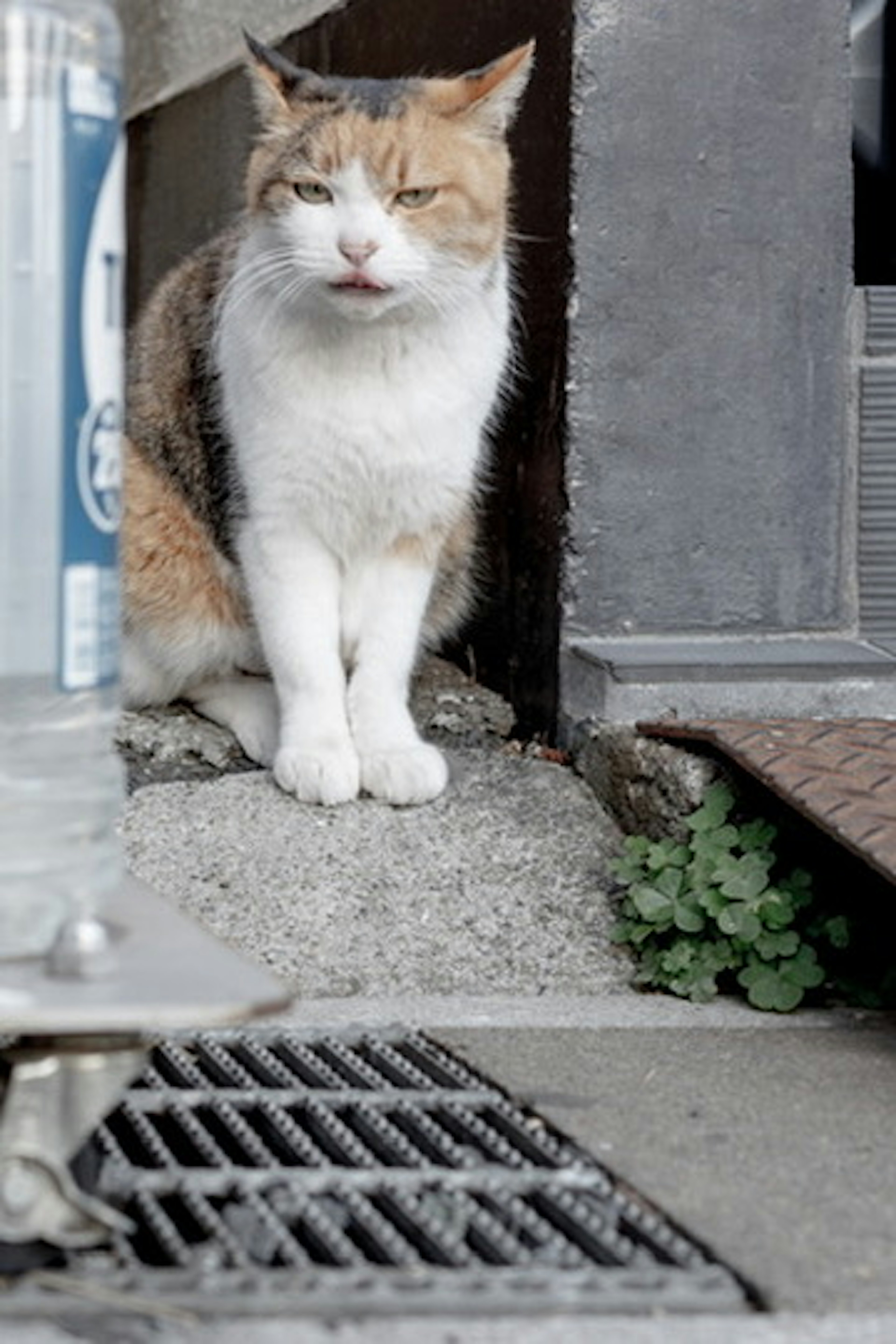 猫が玄関の前に座っている様子