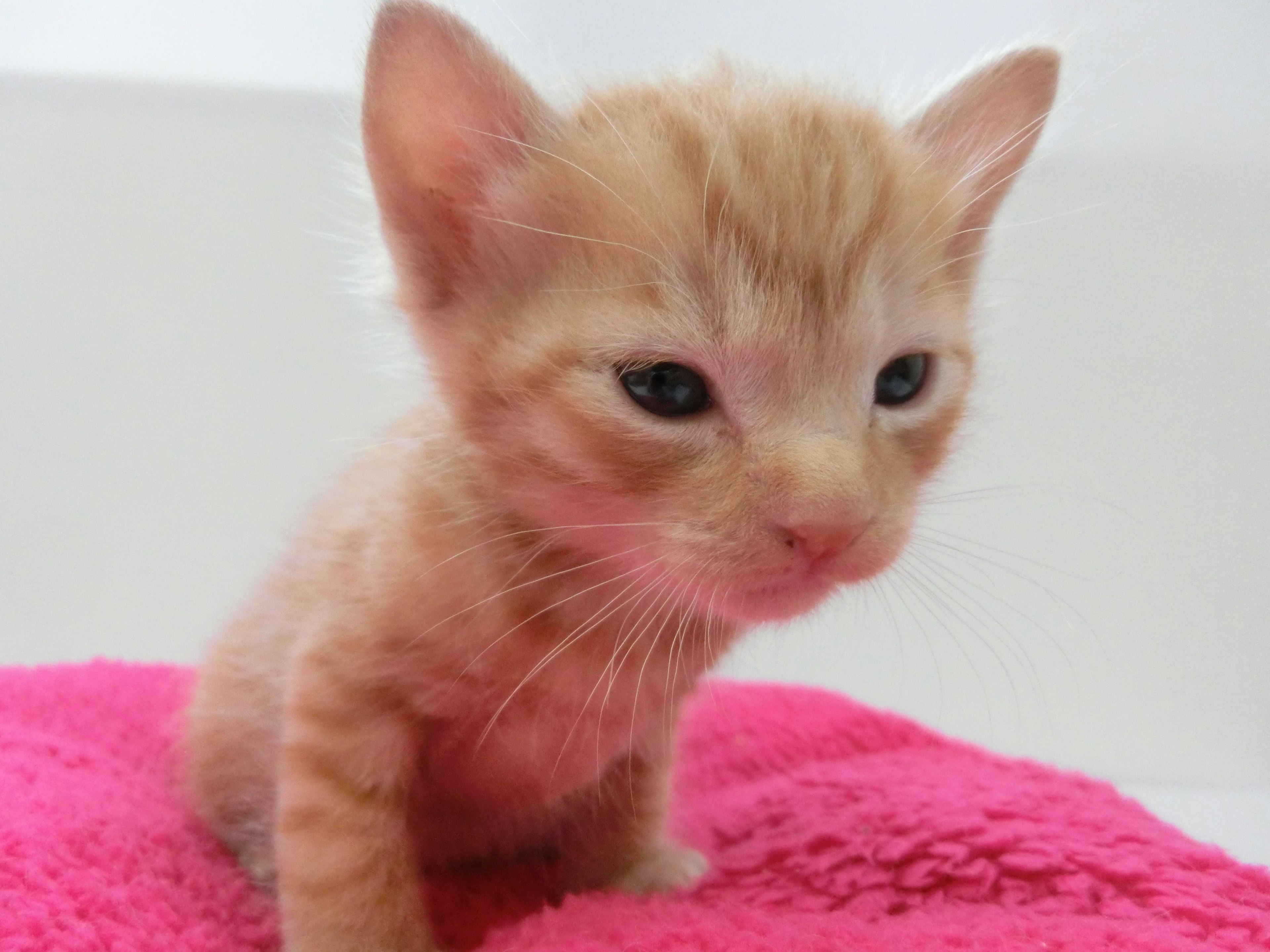 Gattino arancione seduto su un asciugamano rosa